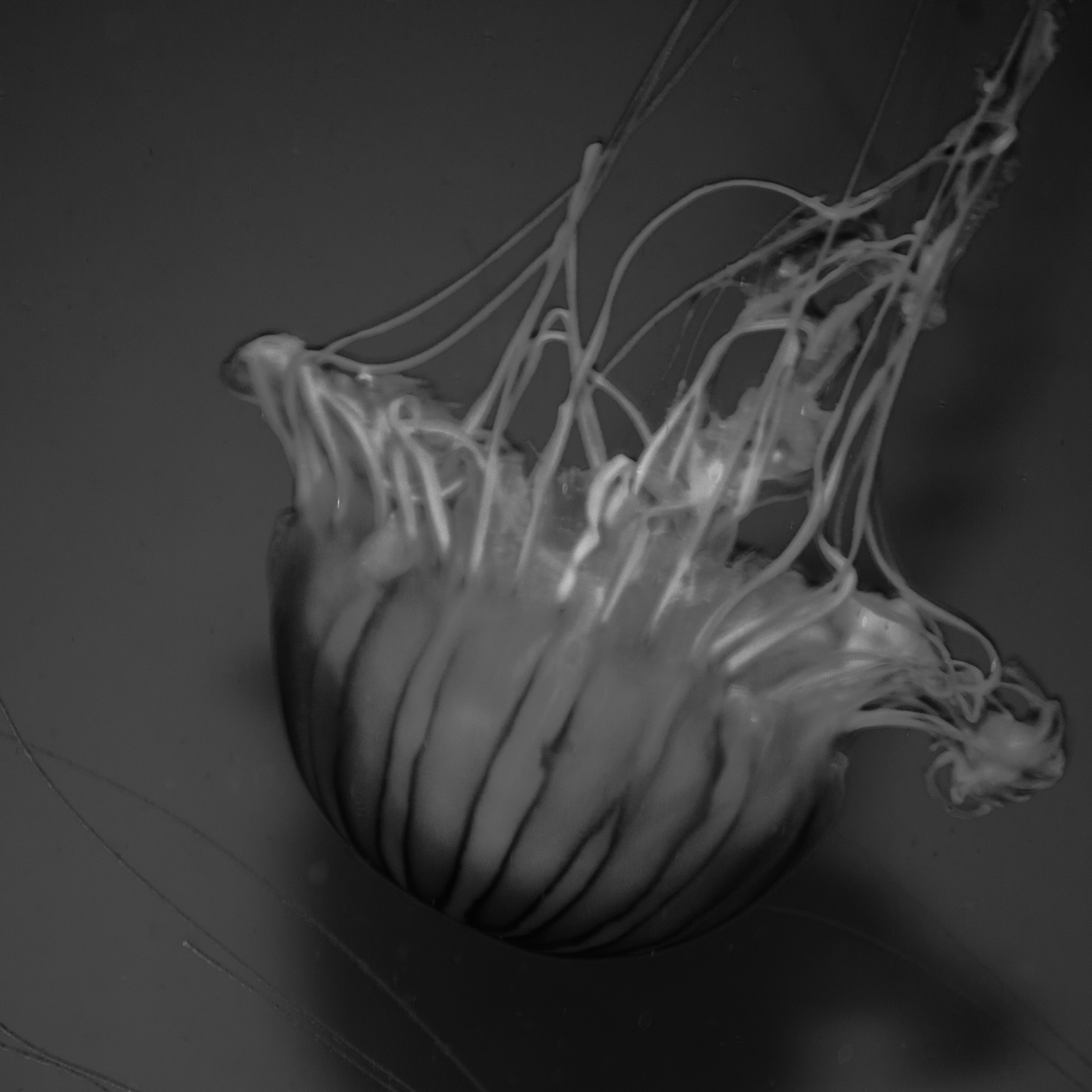AL03188
