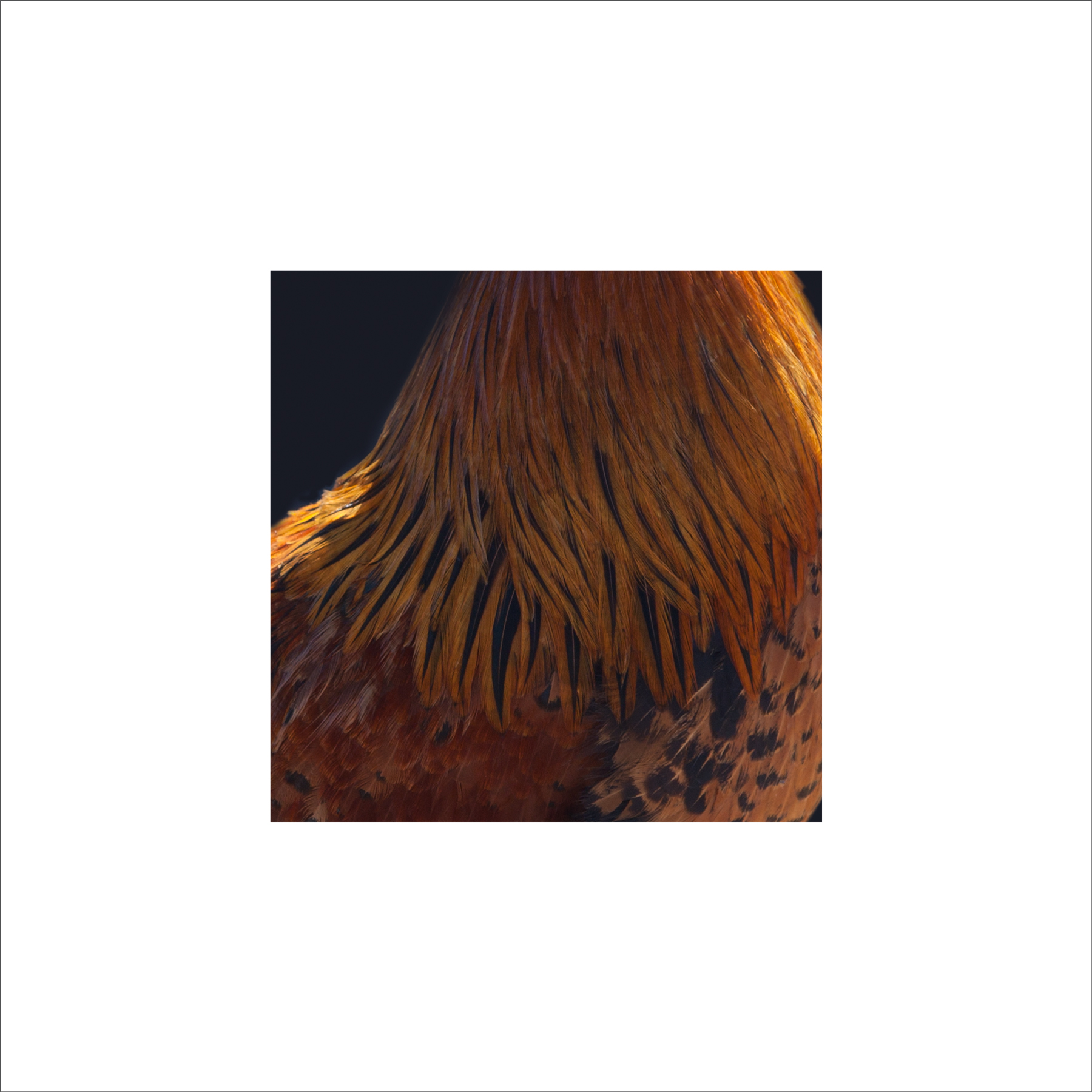 AL03251