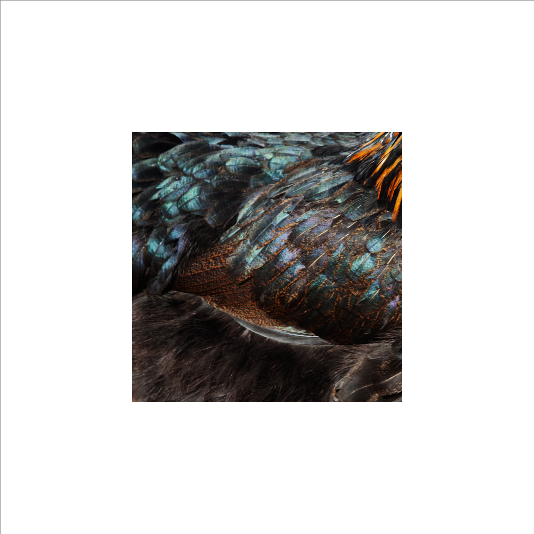 AL03252