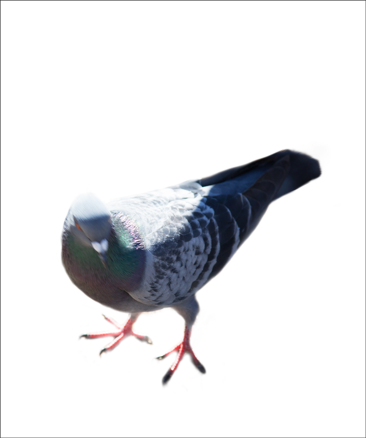 AL03349WBG_ed