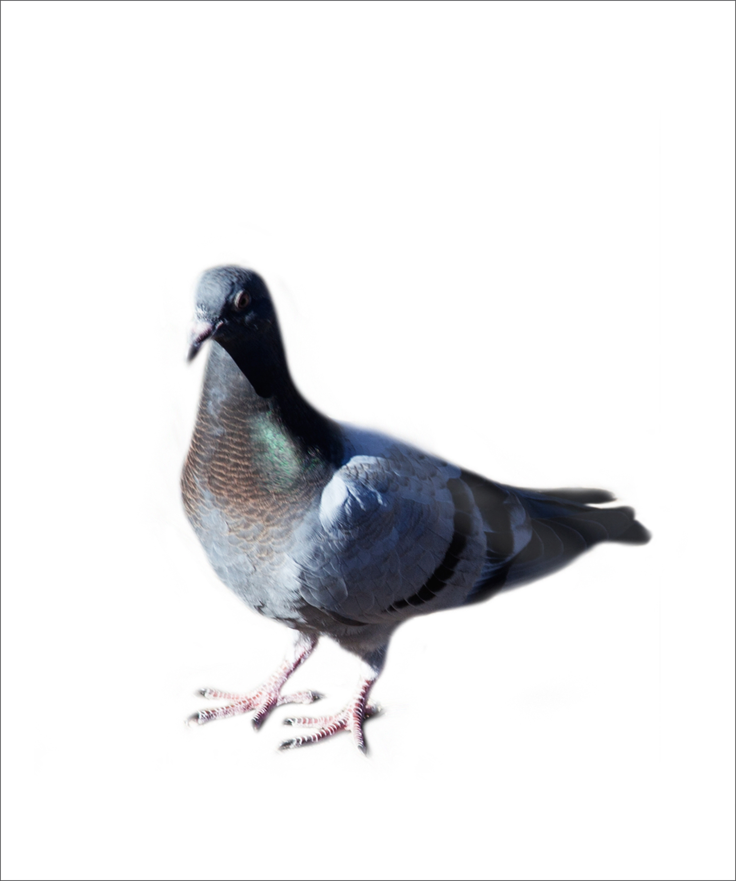 AL03353WBG_ed