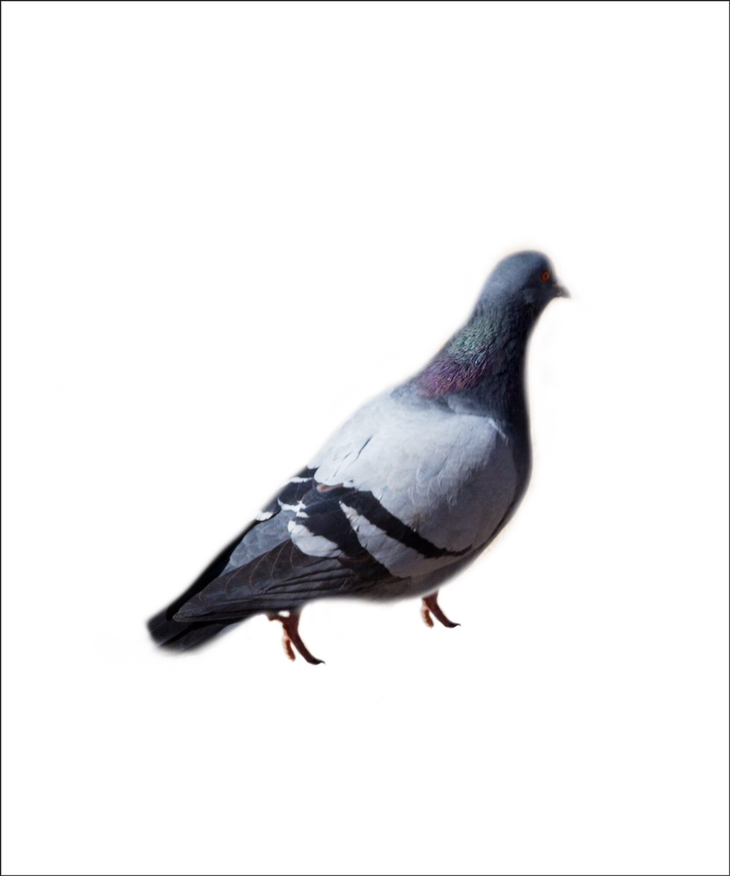 AL03449_ed