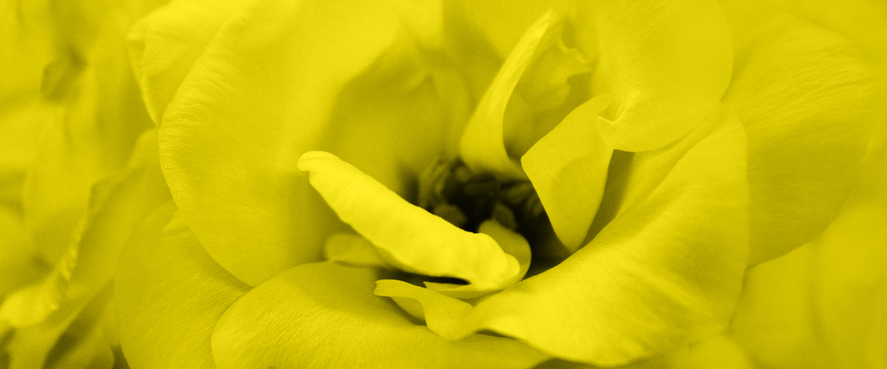 AL03526 more colors