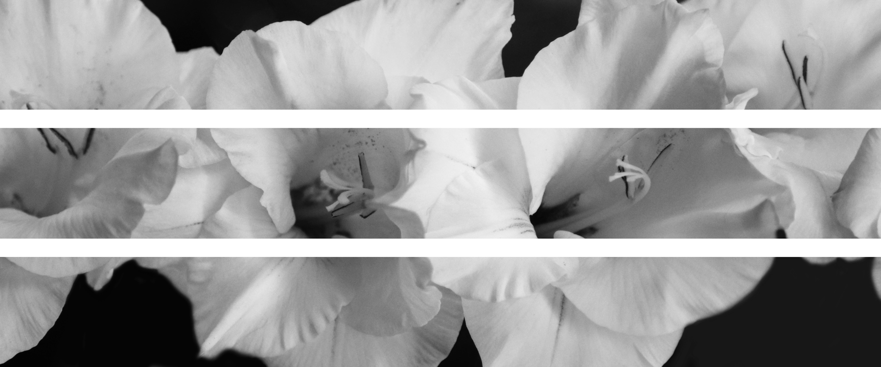 AL03529BW_3P