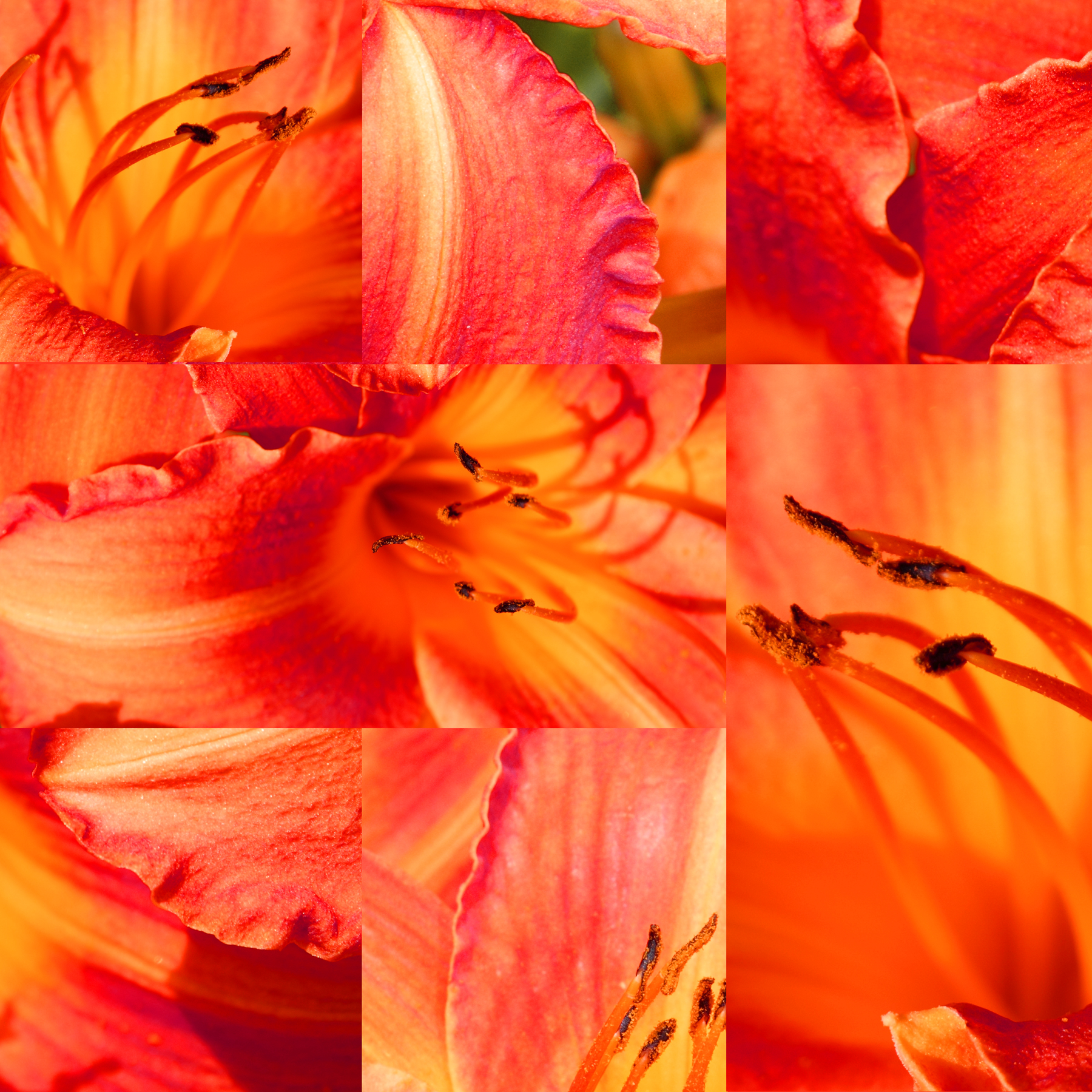 AL03598RED