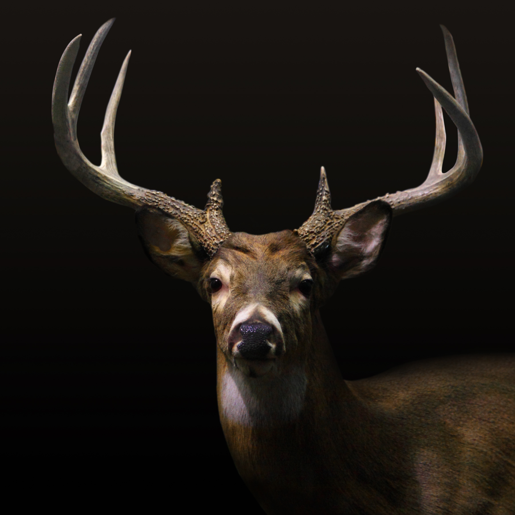 AL03695 (COLOR) / AL00641 (SEPIA)