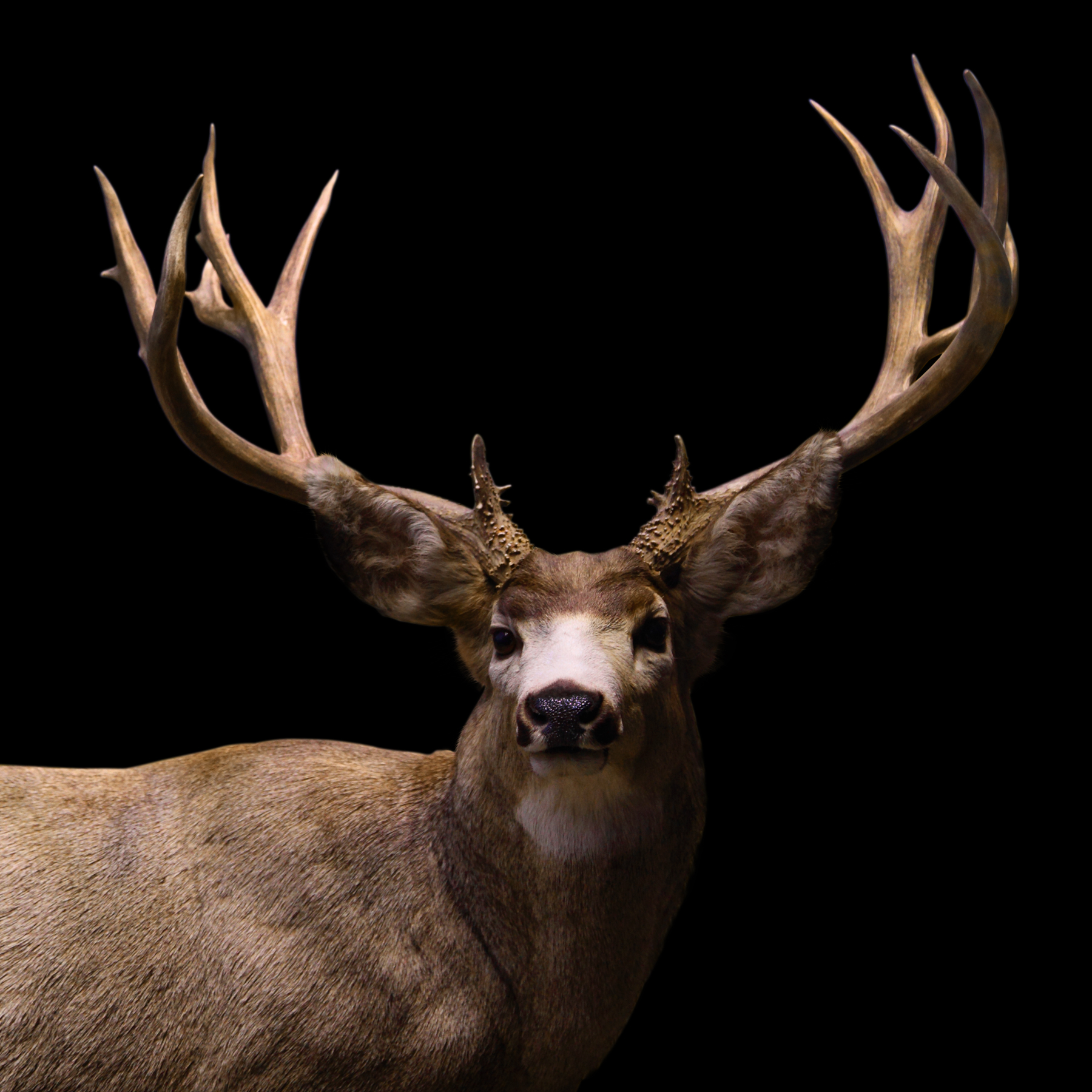 AL03696 (COLOR) / AL00634 (SEPIA)