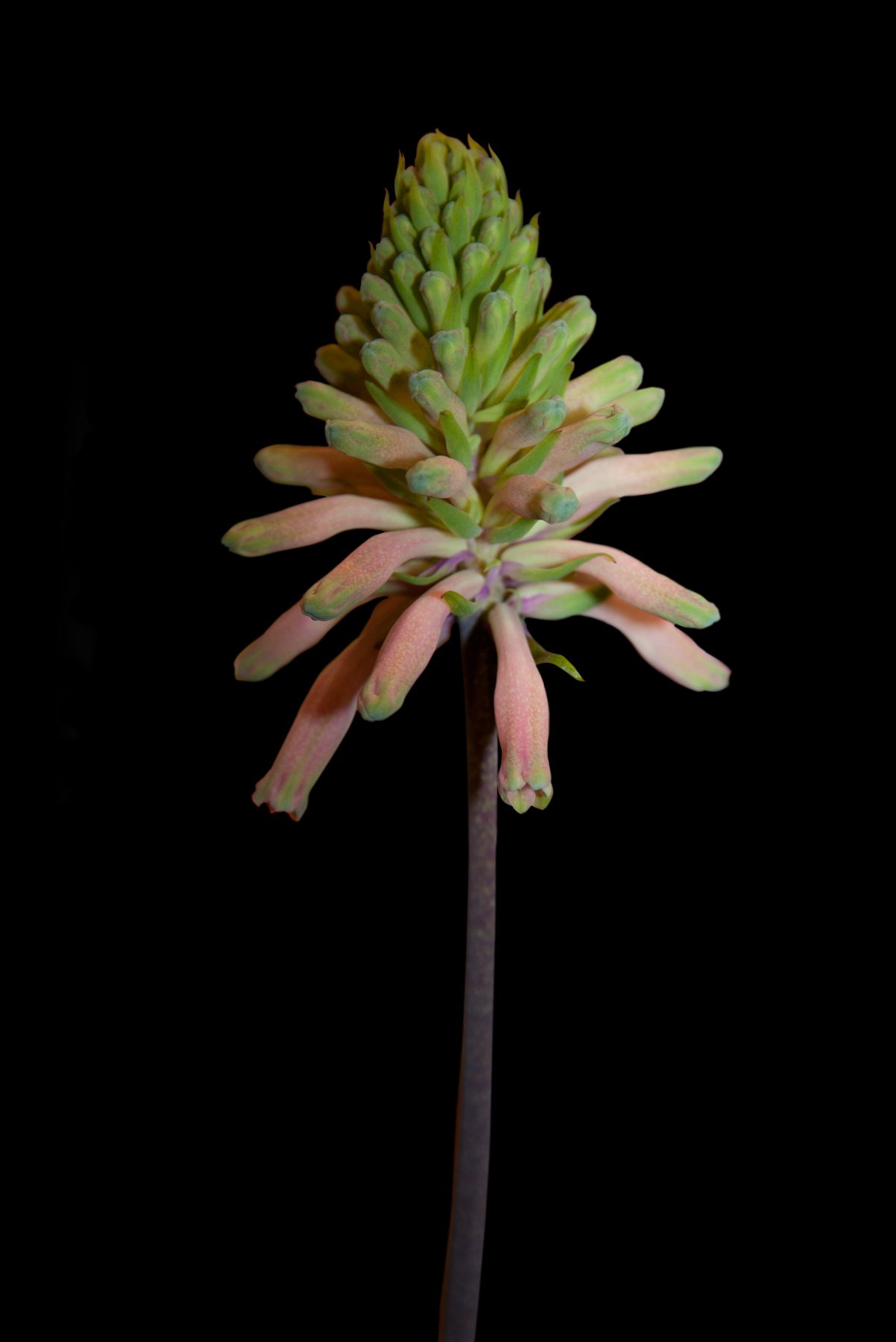 AL03725