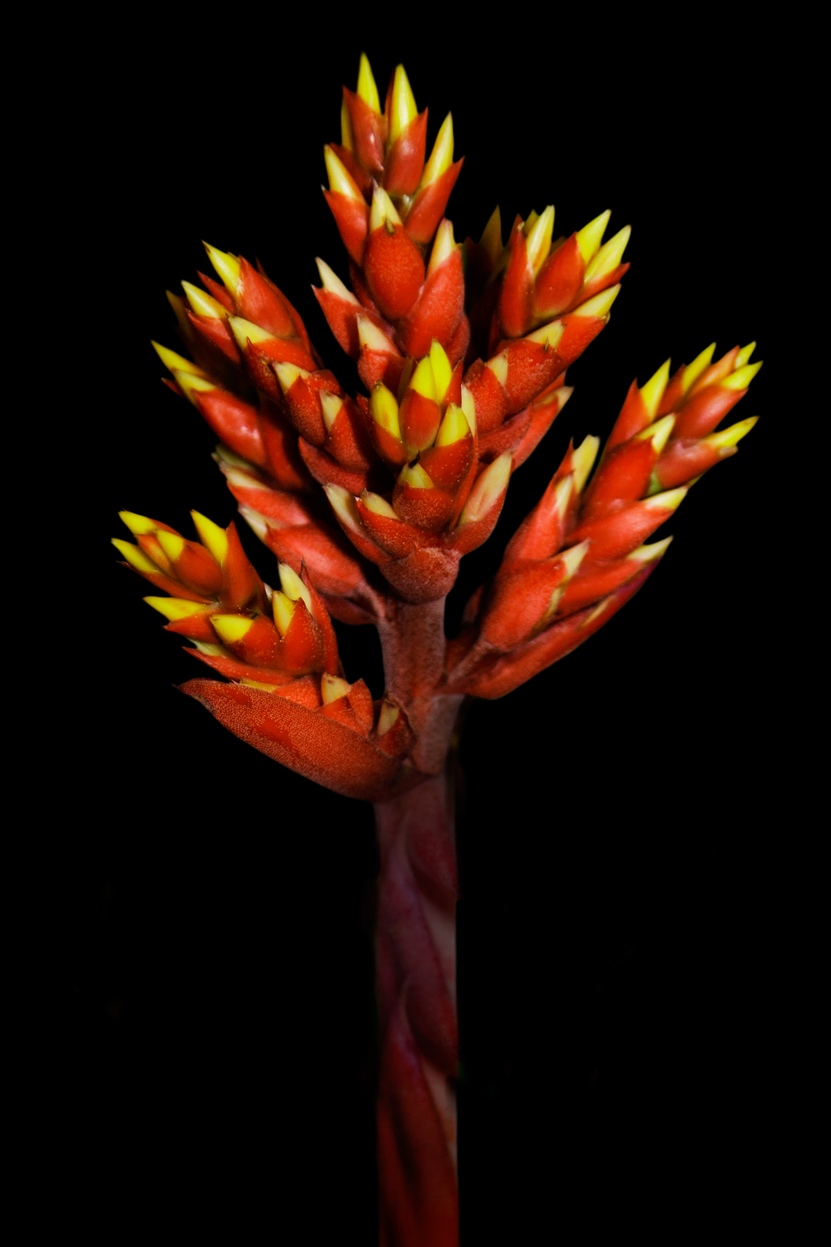 AL03749