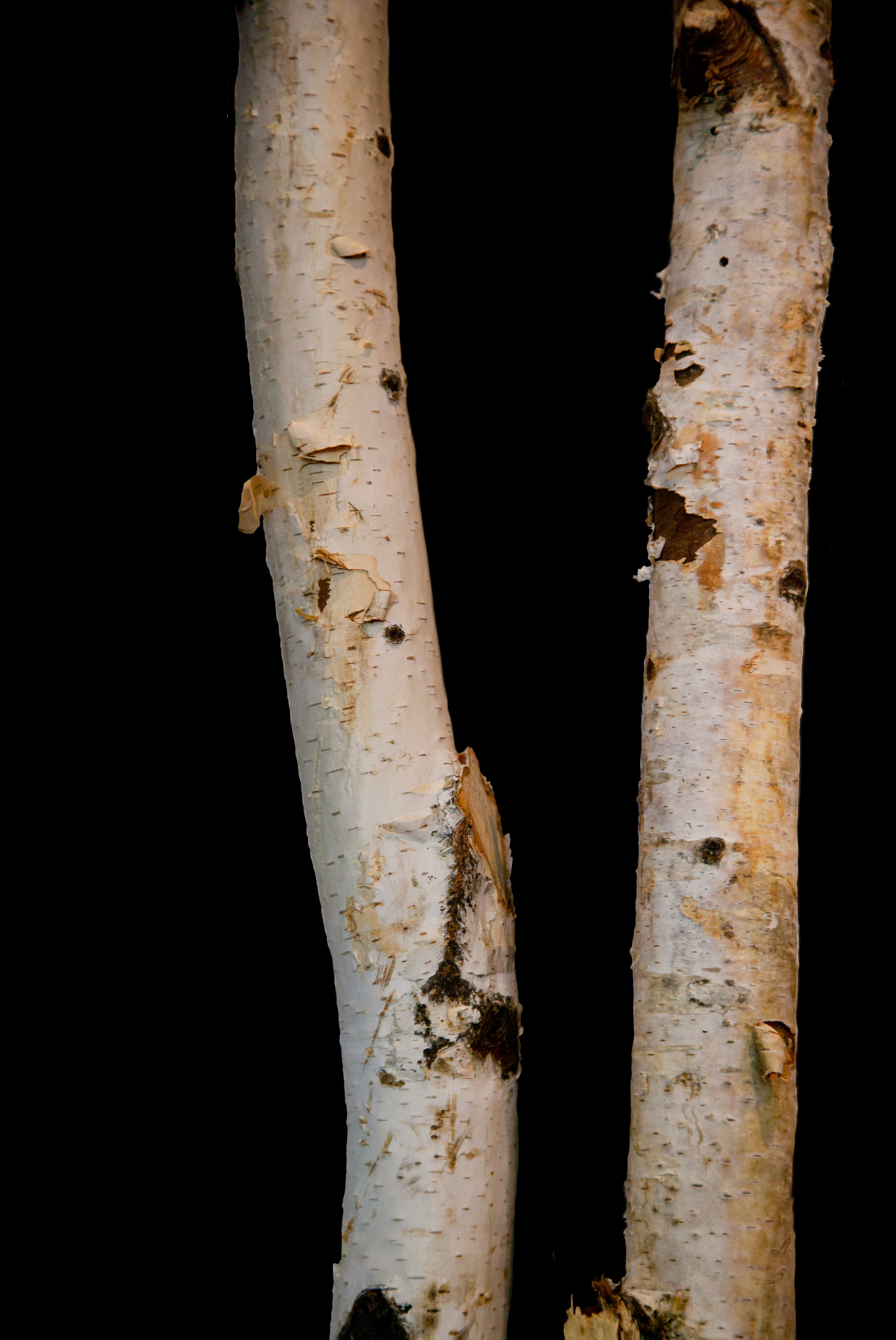 AL03919