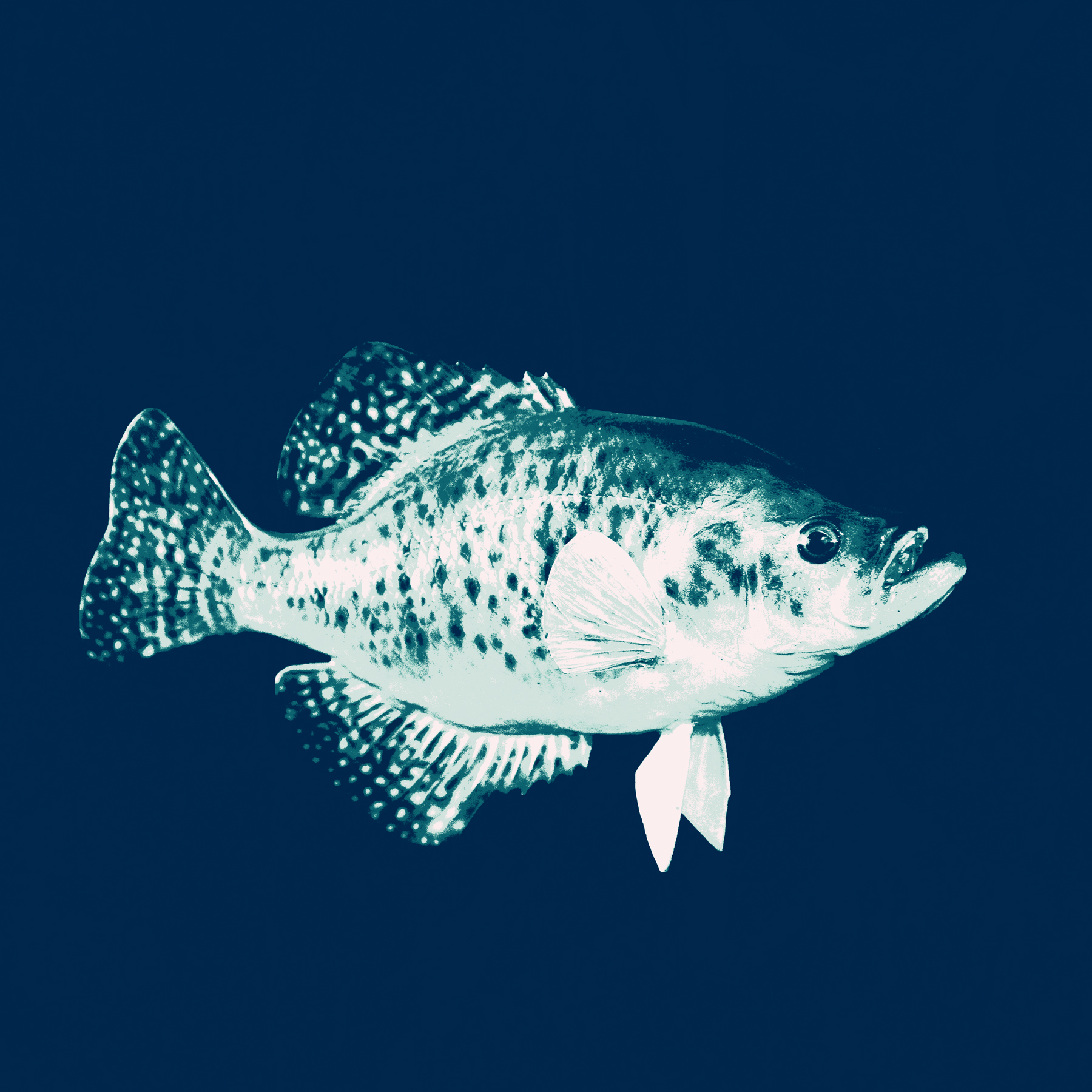 AL03935