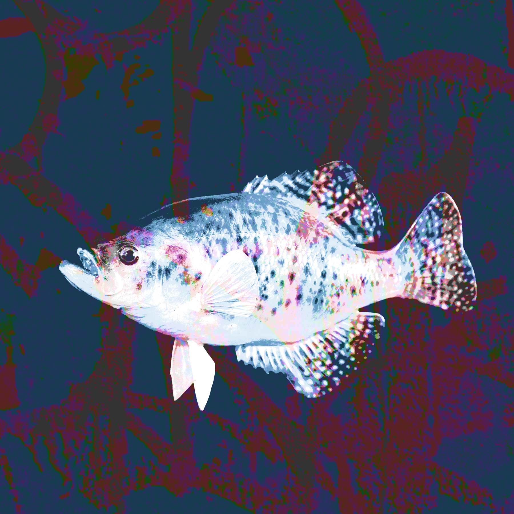 AL03946