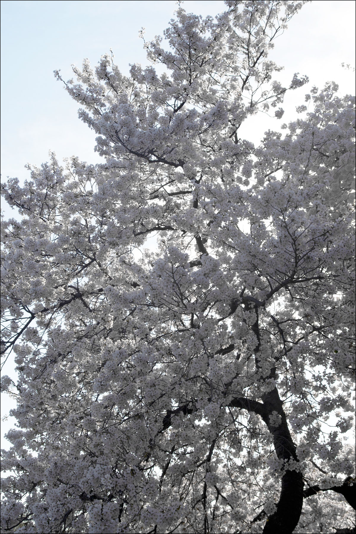 AL04225L