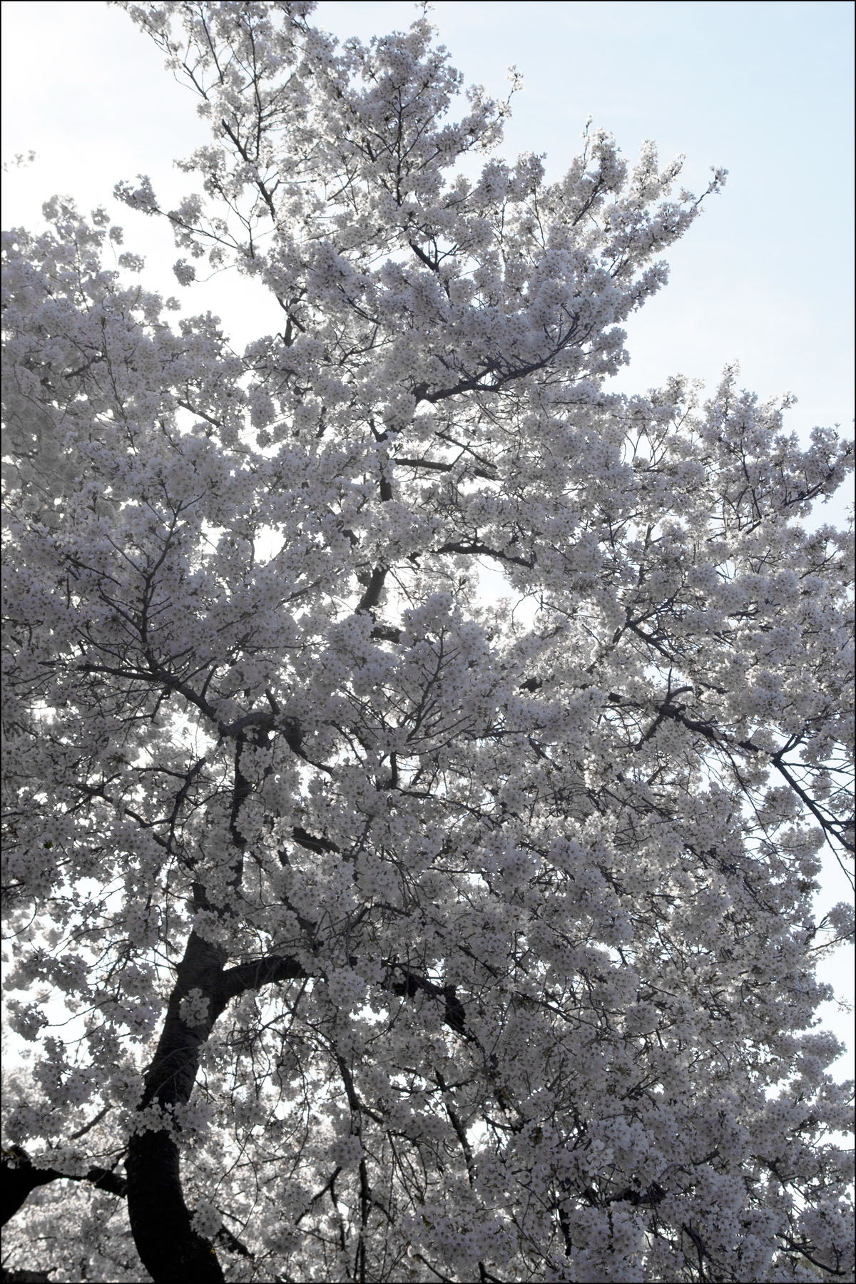 AL04225R