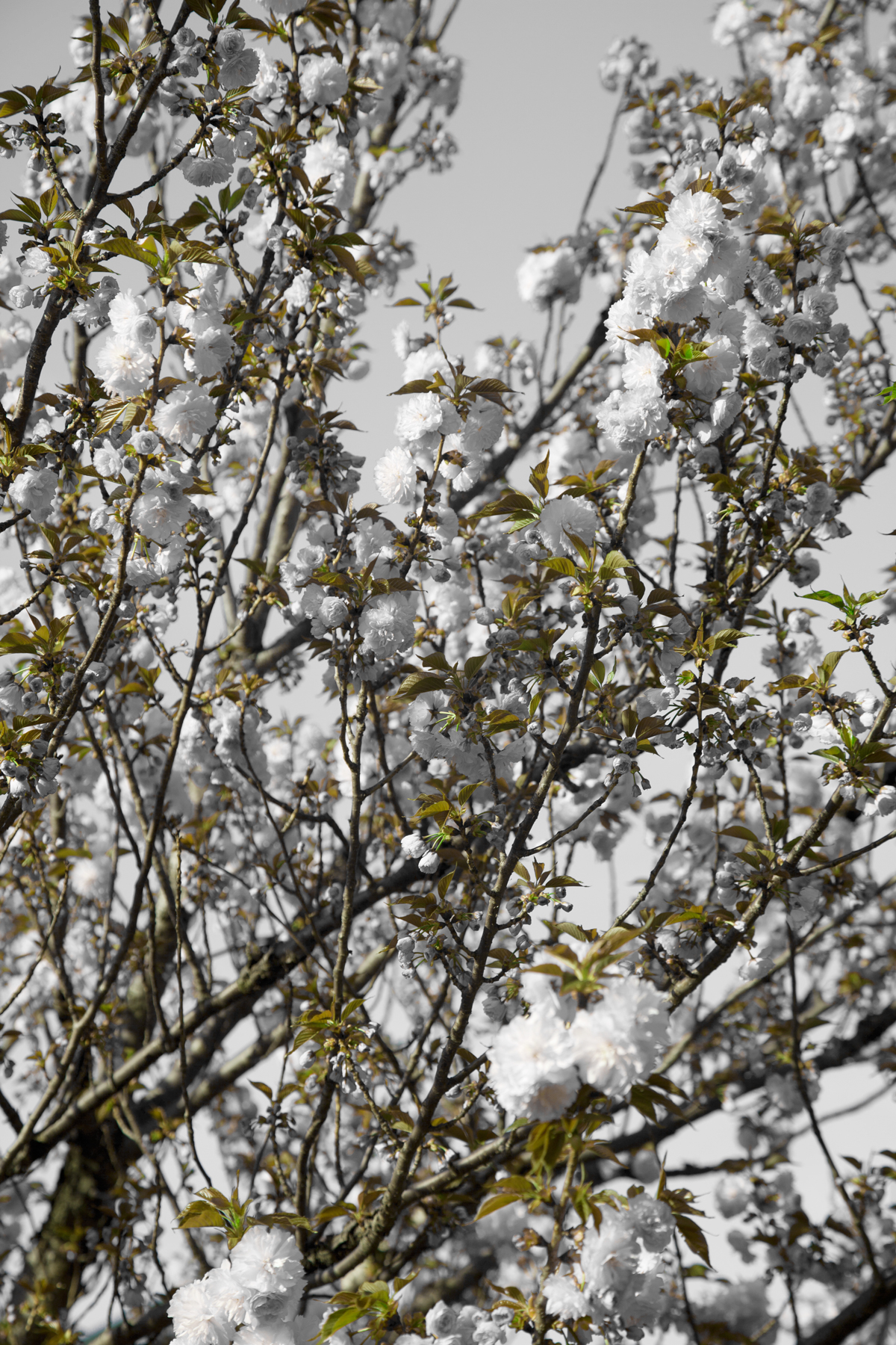 AL04231W