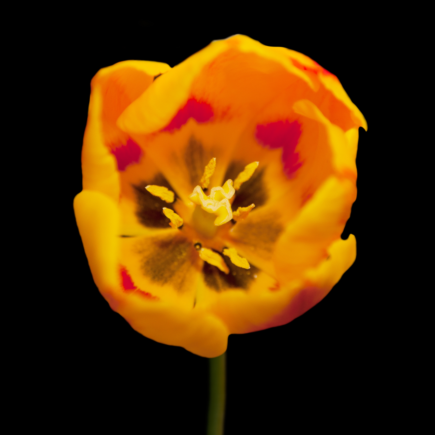 AL03780_SQ more colors