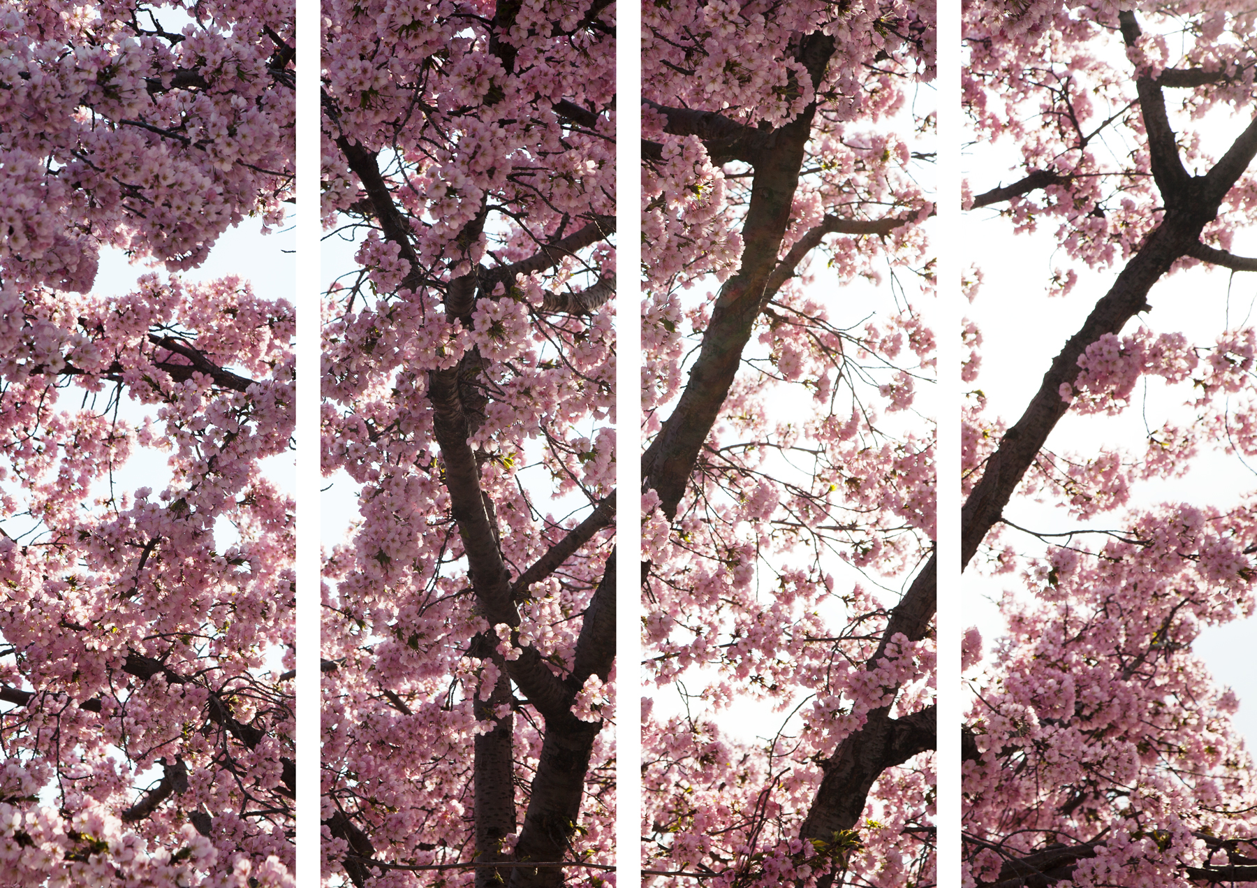 AL04248_so4