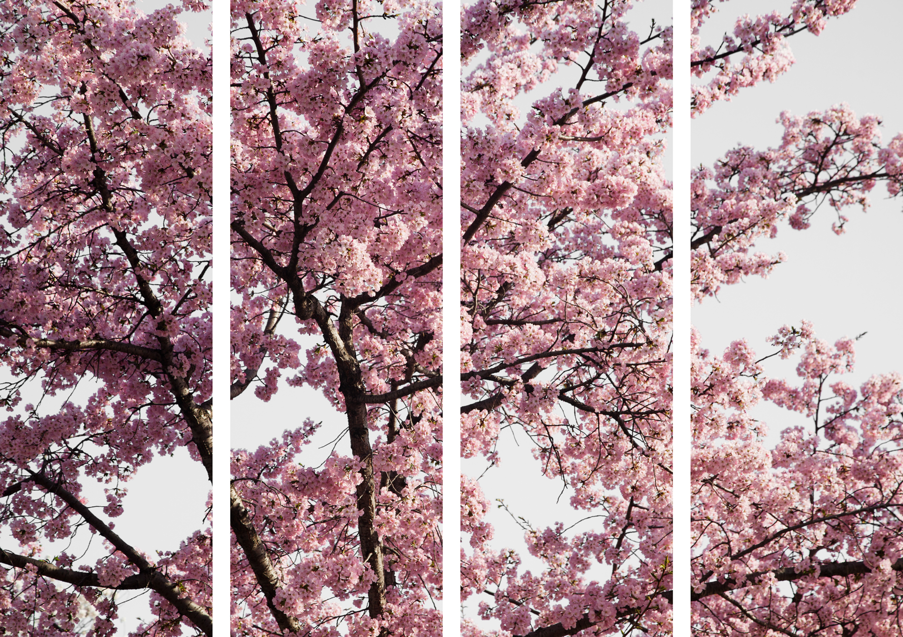 AL04249_so4