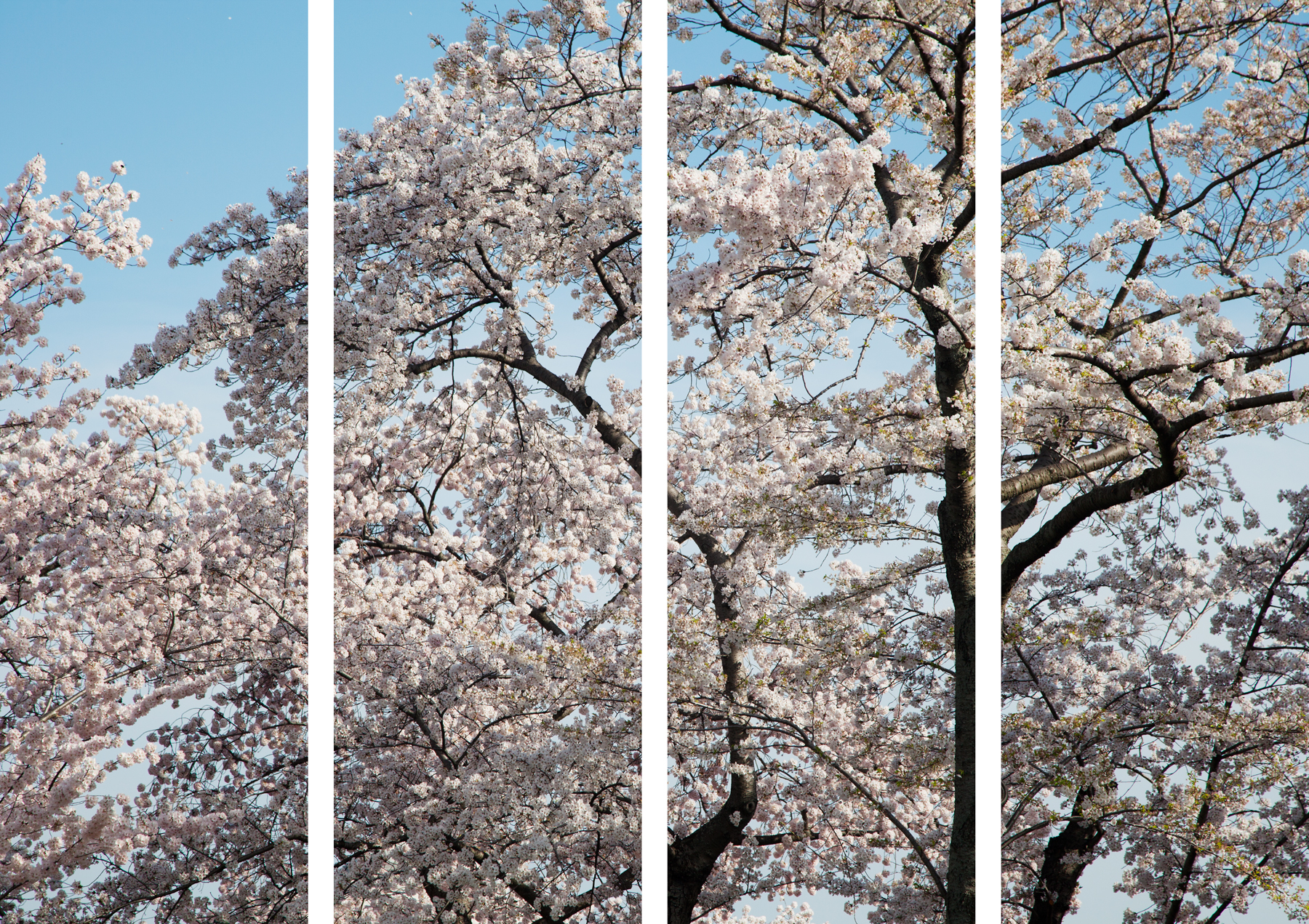 AL04250_so4