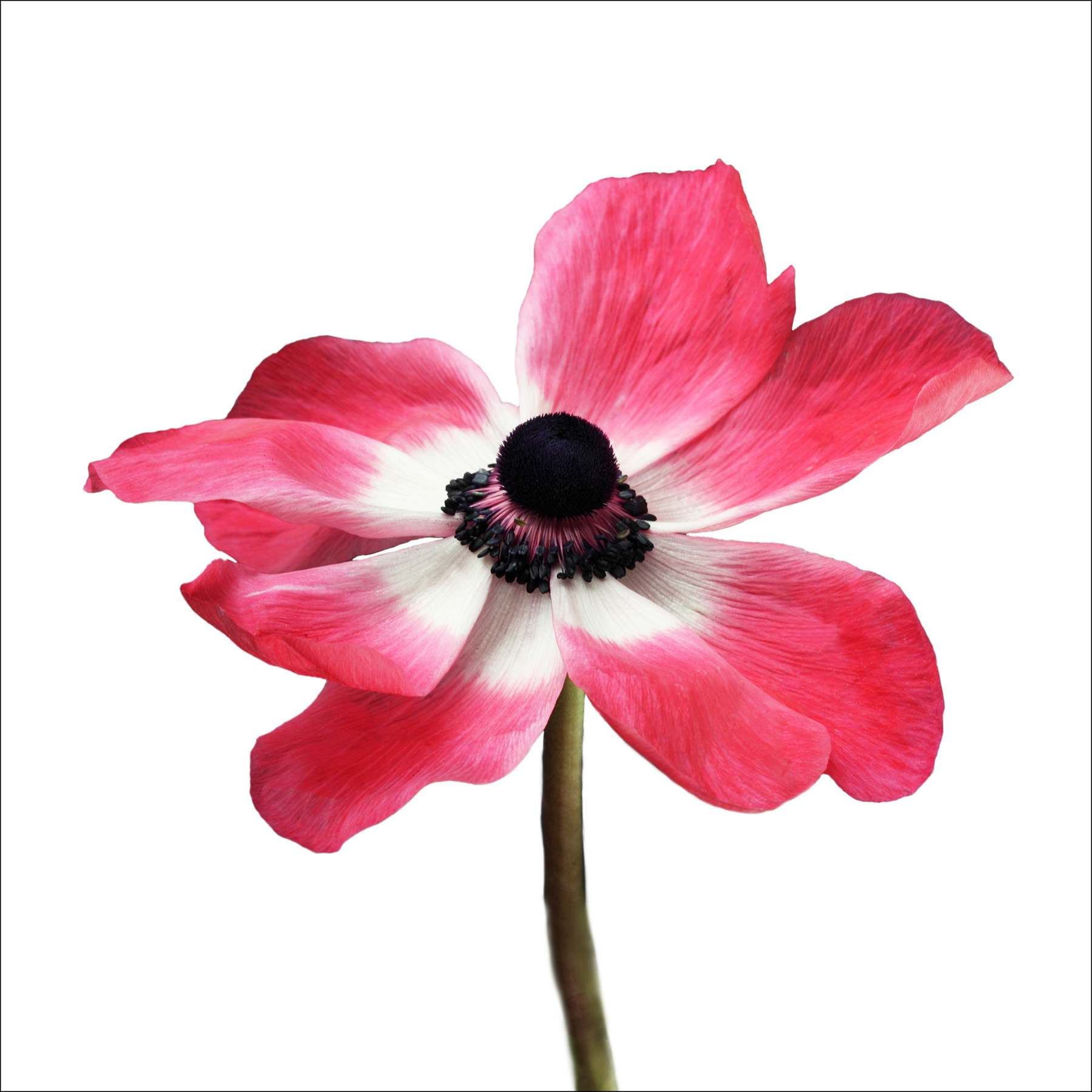 AL04363_SQ