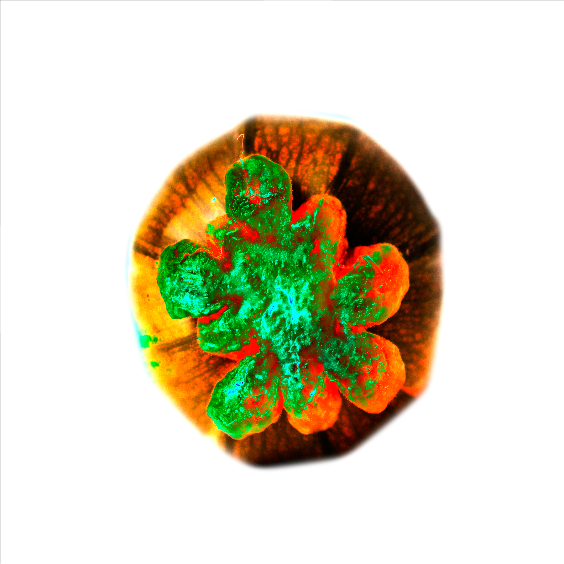 AL04927 more colors
