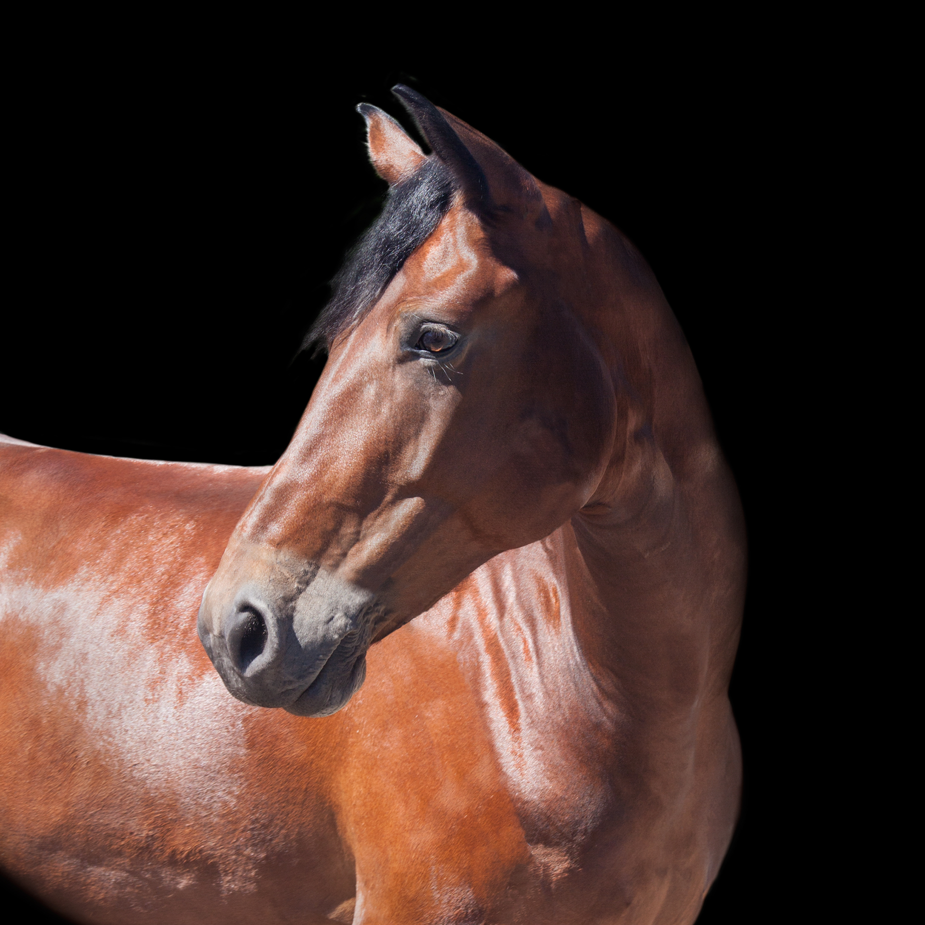 AL01638_ED