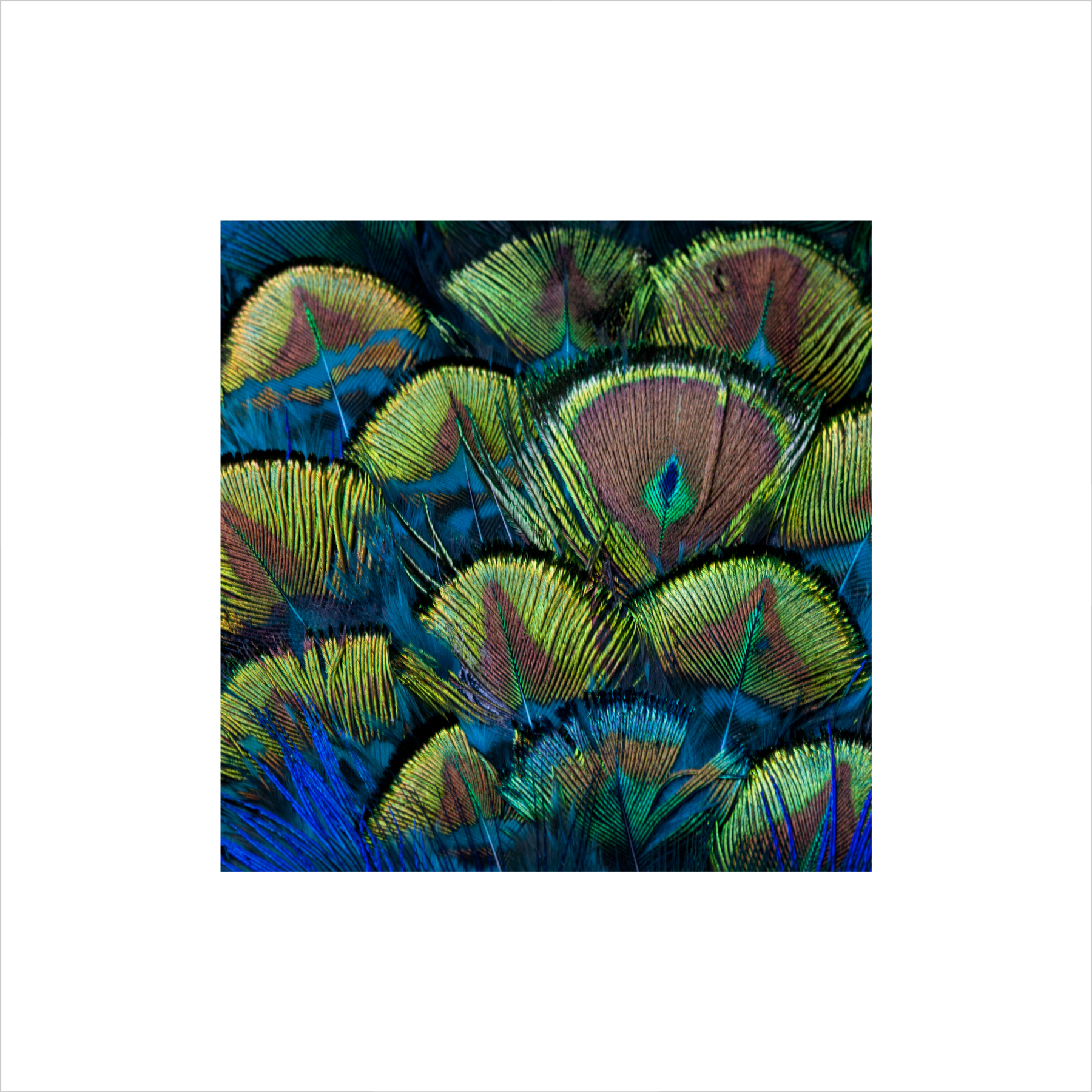 AL05518 more colors