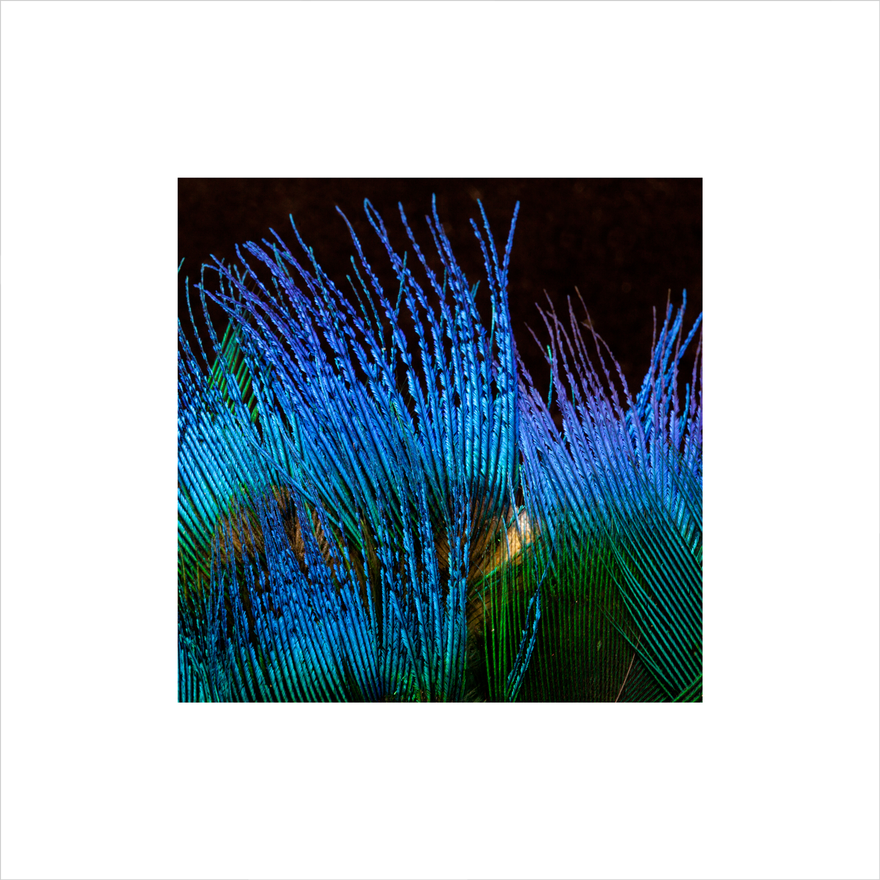 AL05519 more colors