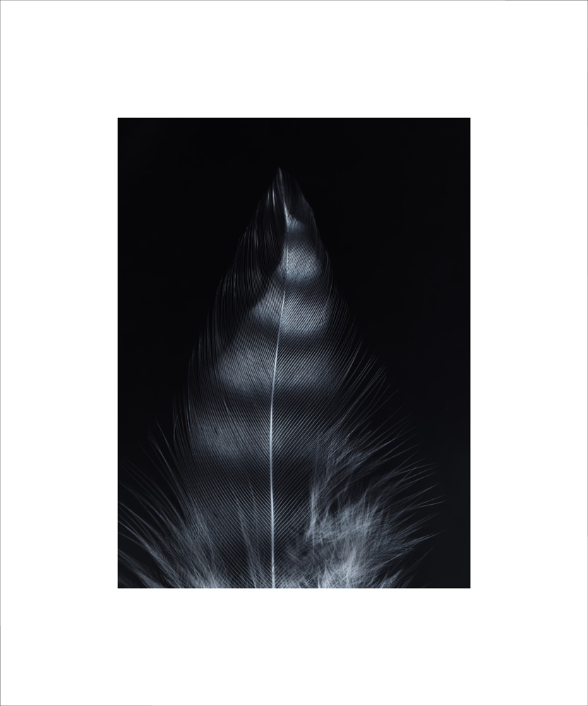 AL05529