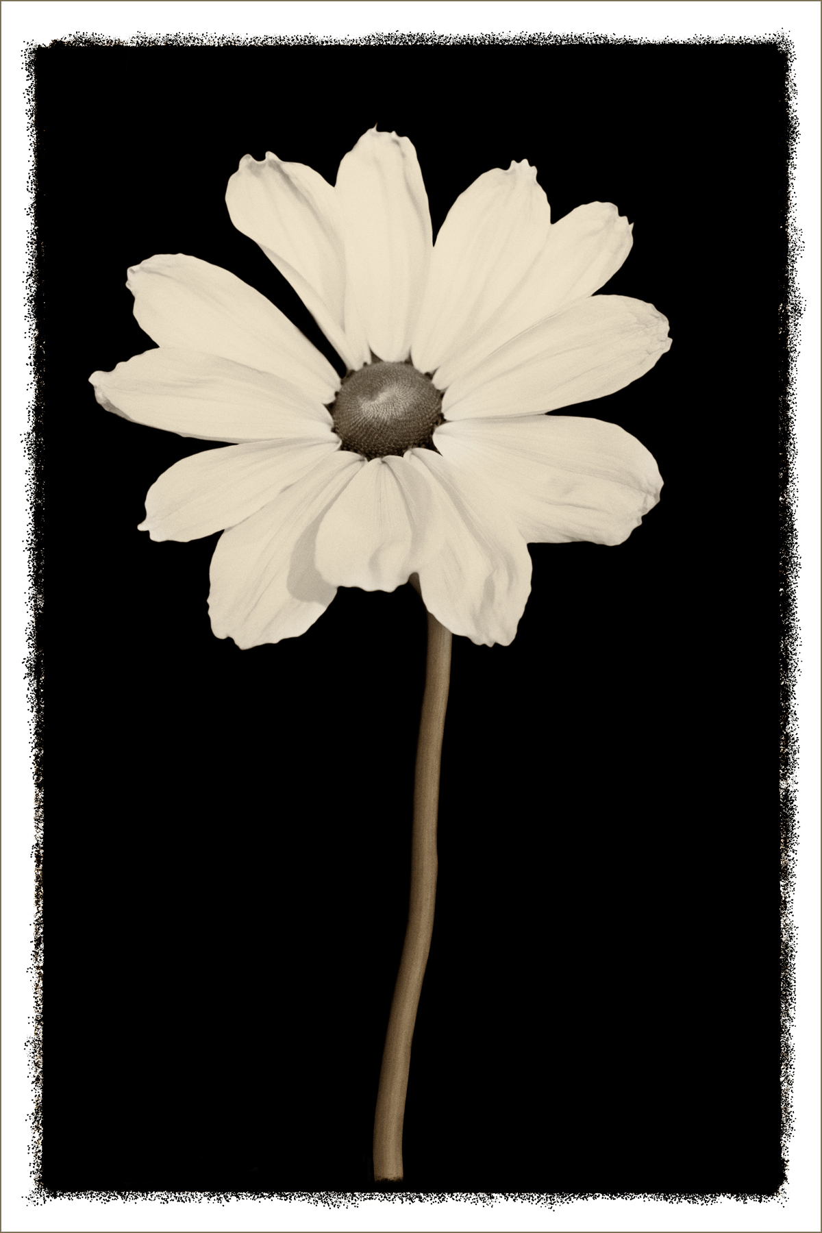 AL03774_FM
