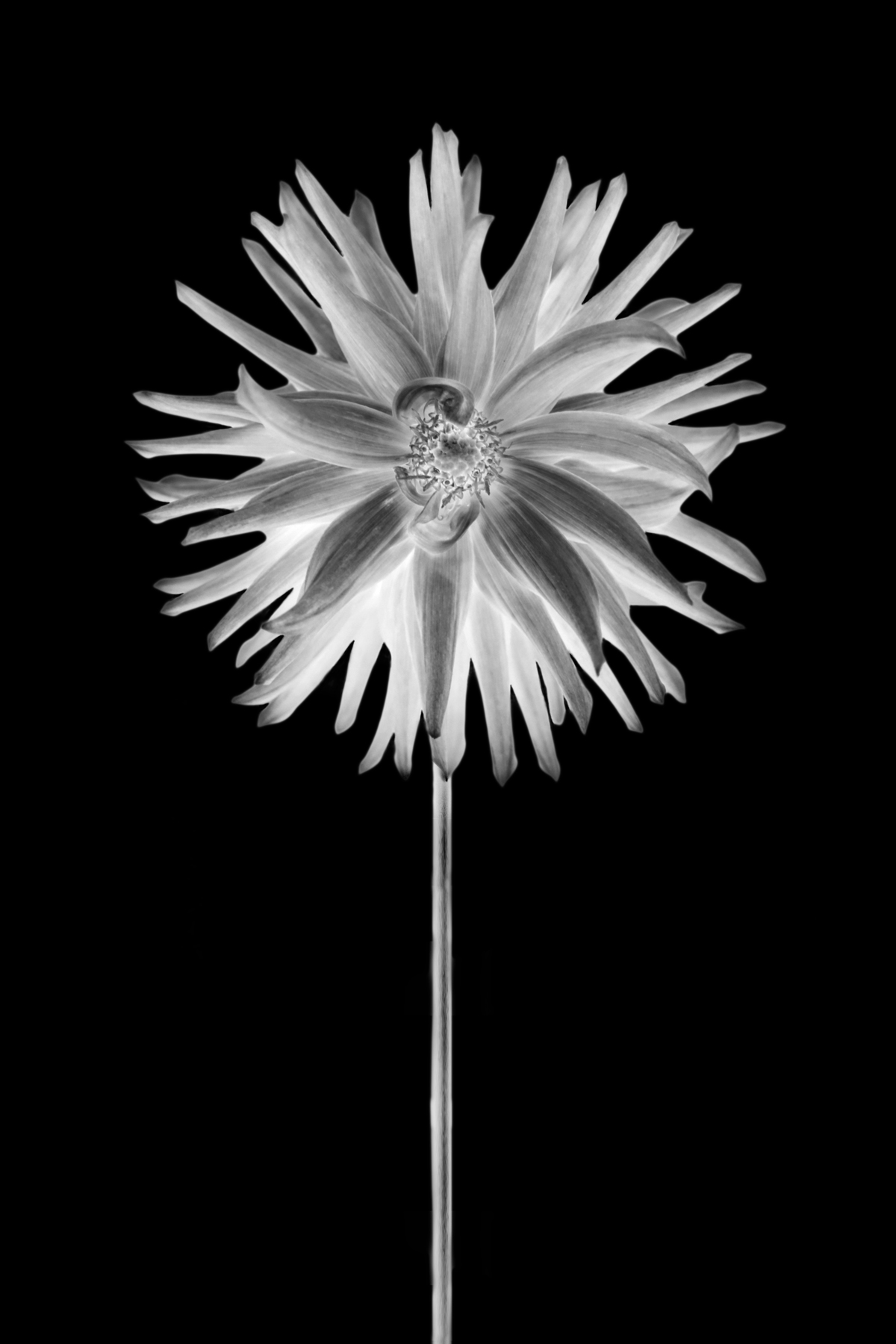 AL02245_IV