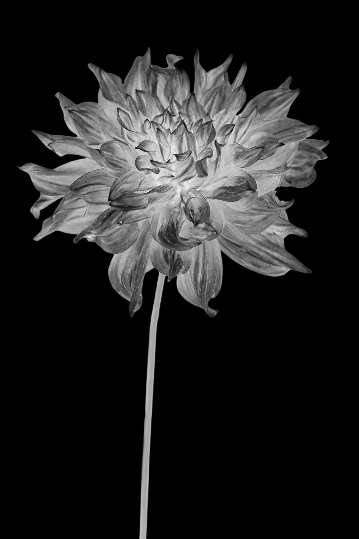 AL02248_IV