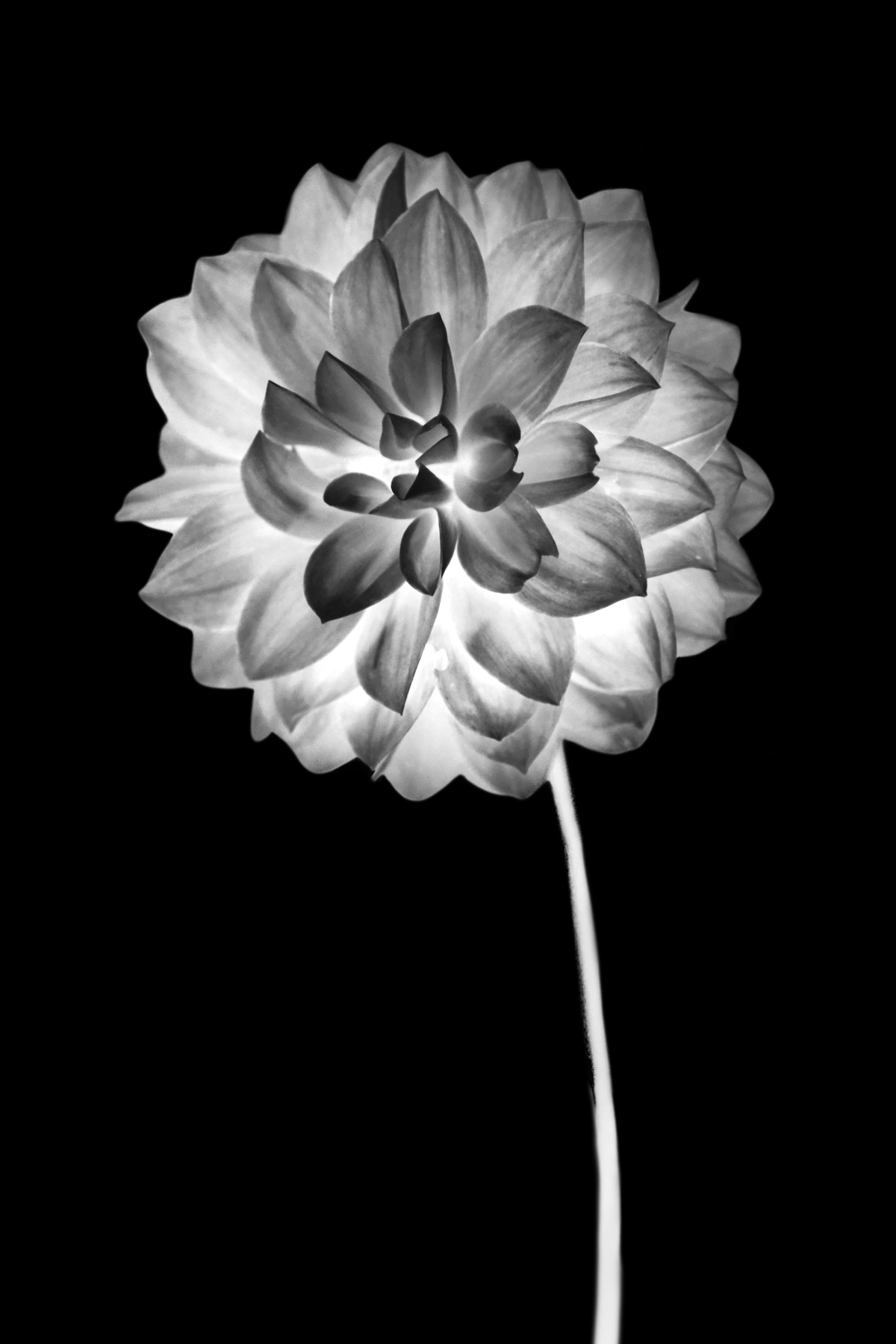 AL02254_IV