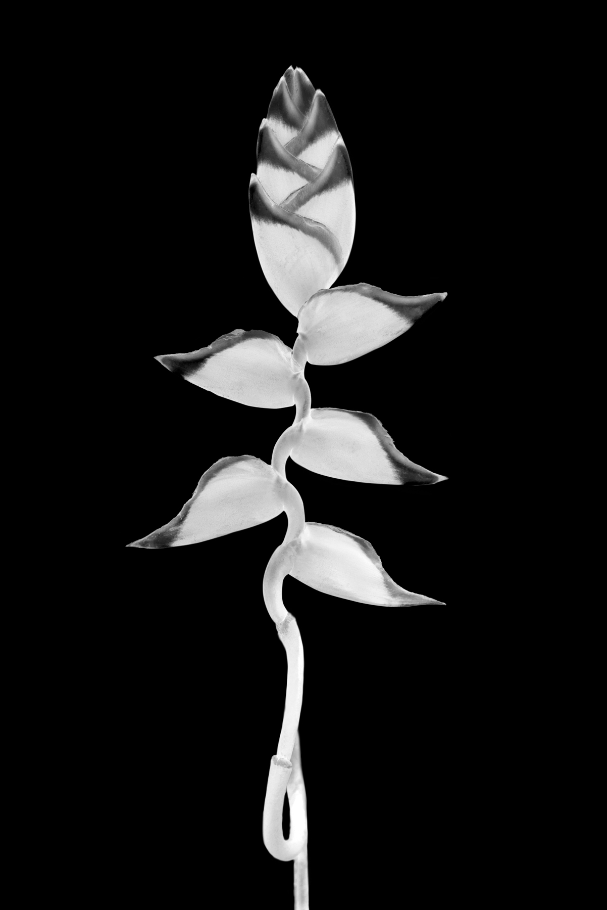 AL03728_FLIP_IV