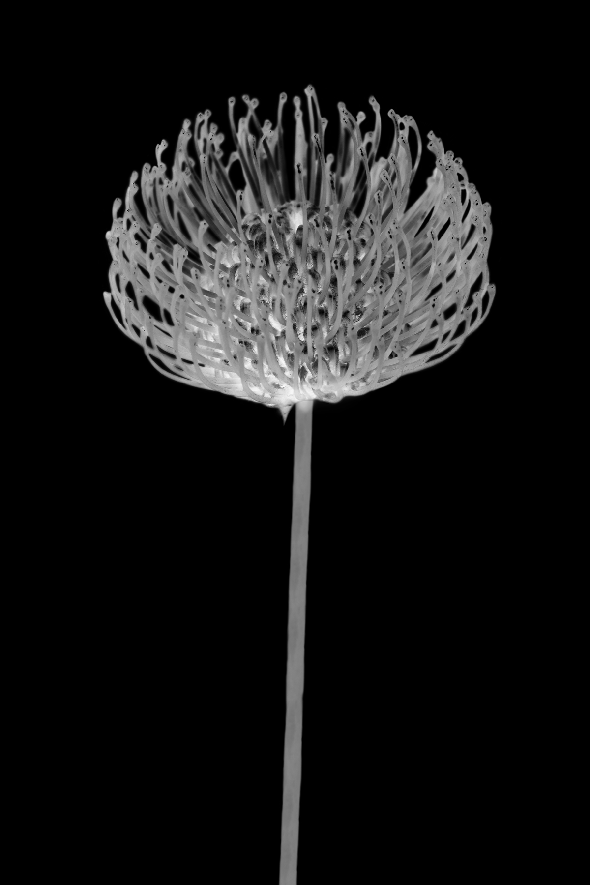 AL03756C_IV