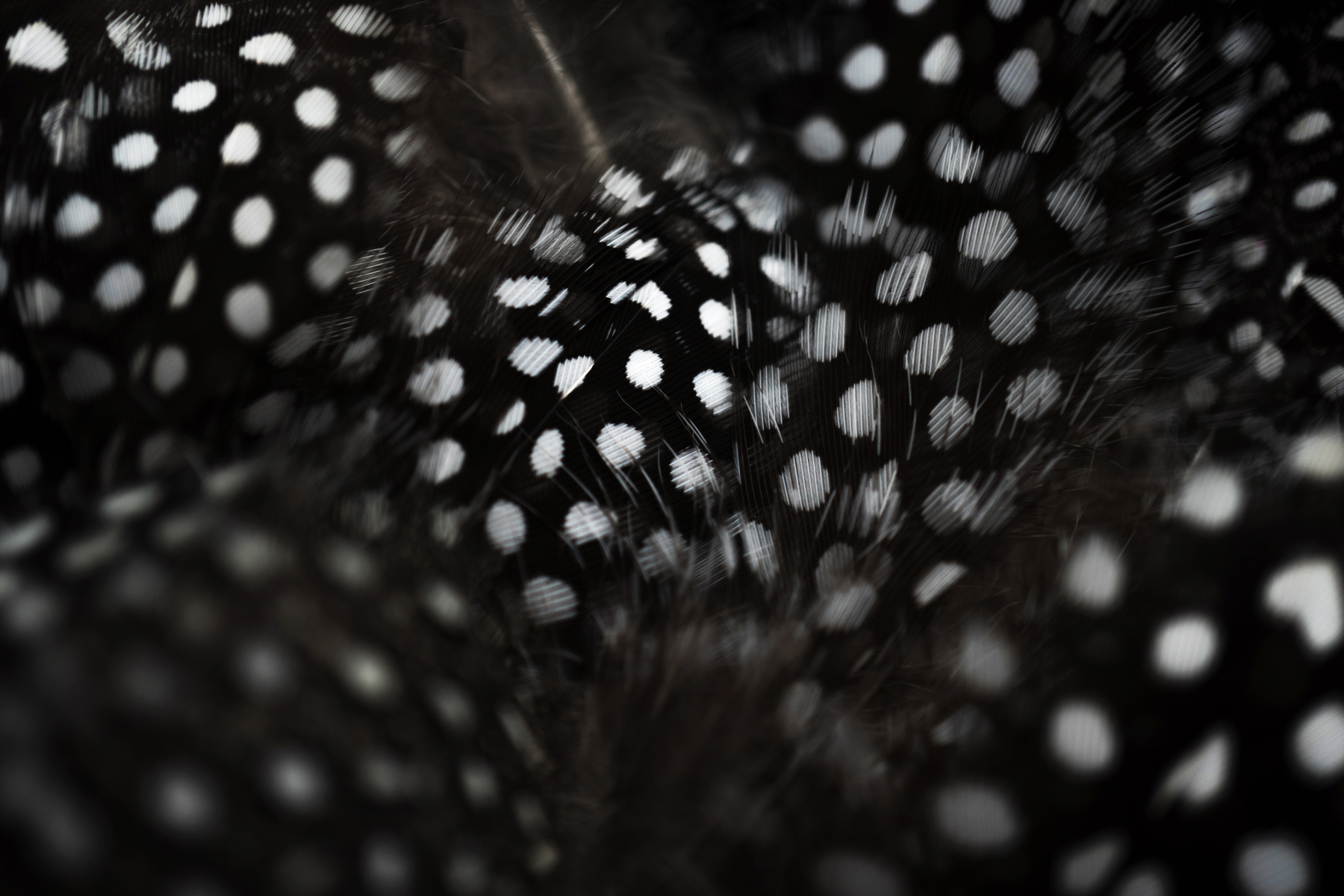 AL07528