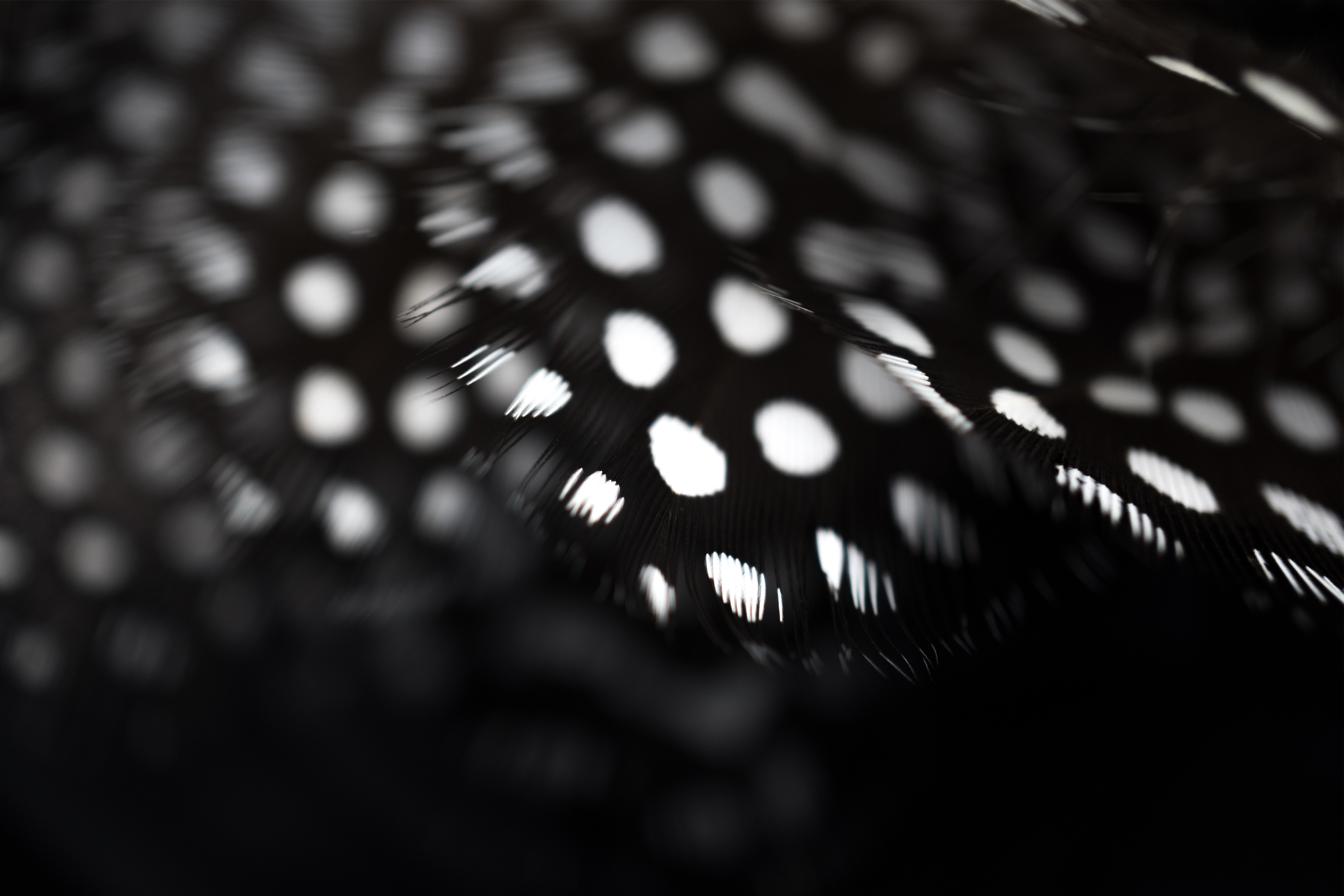 AL07529