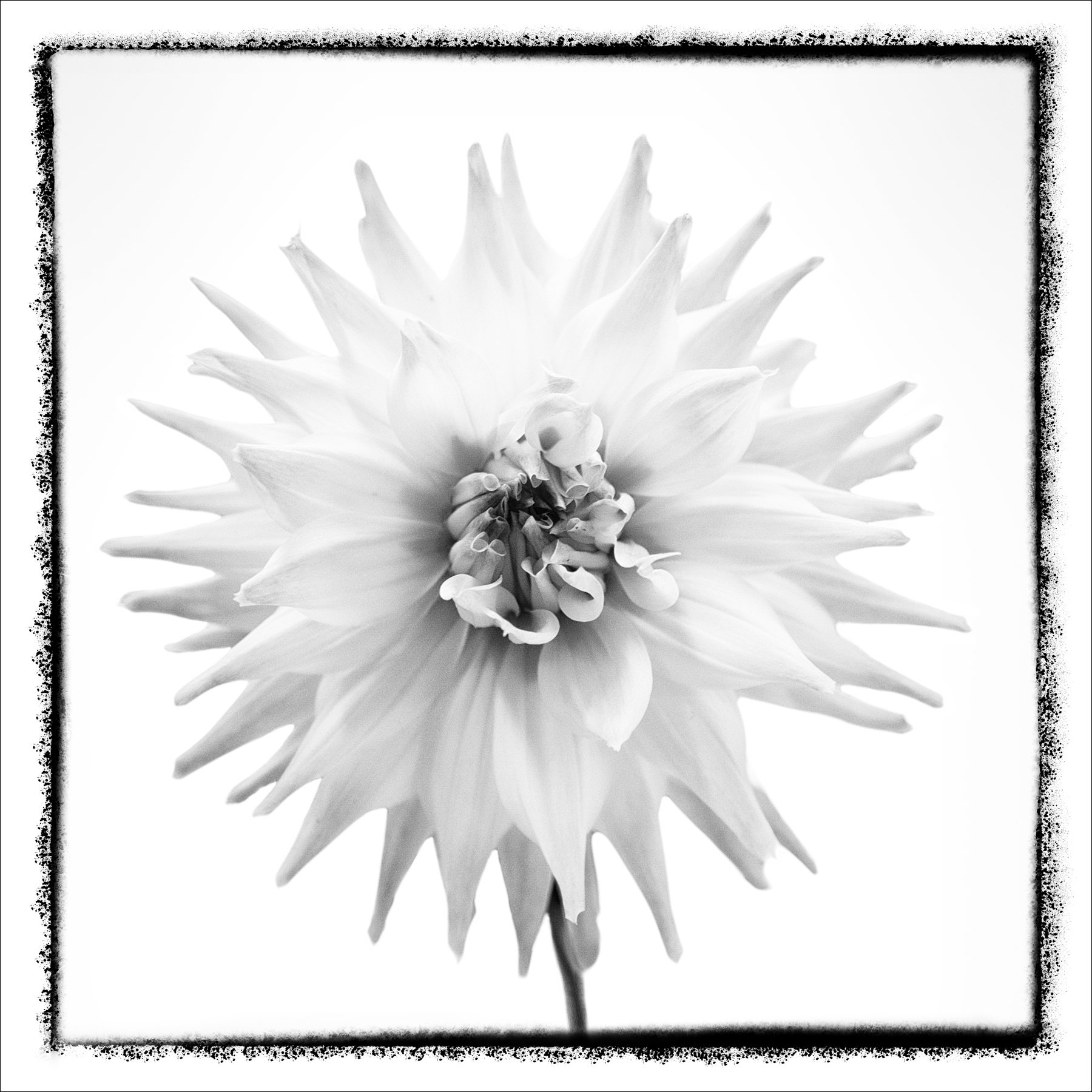 AL02250_FMSQ