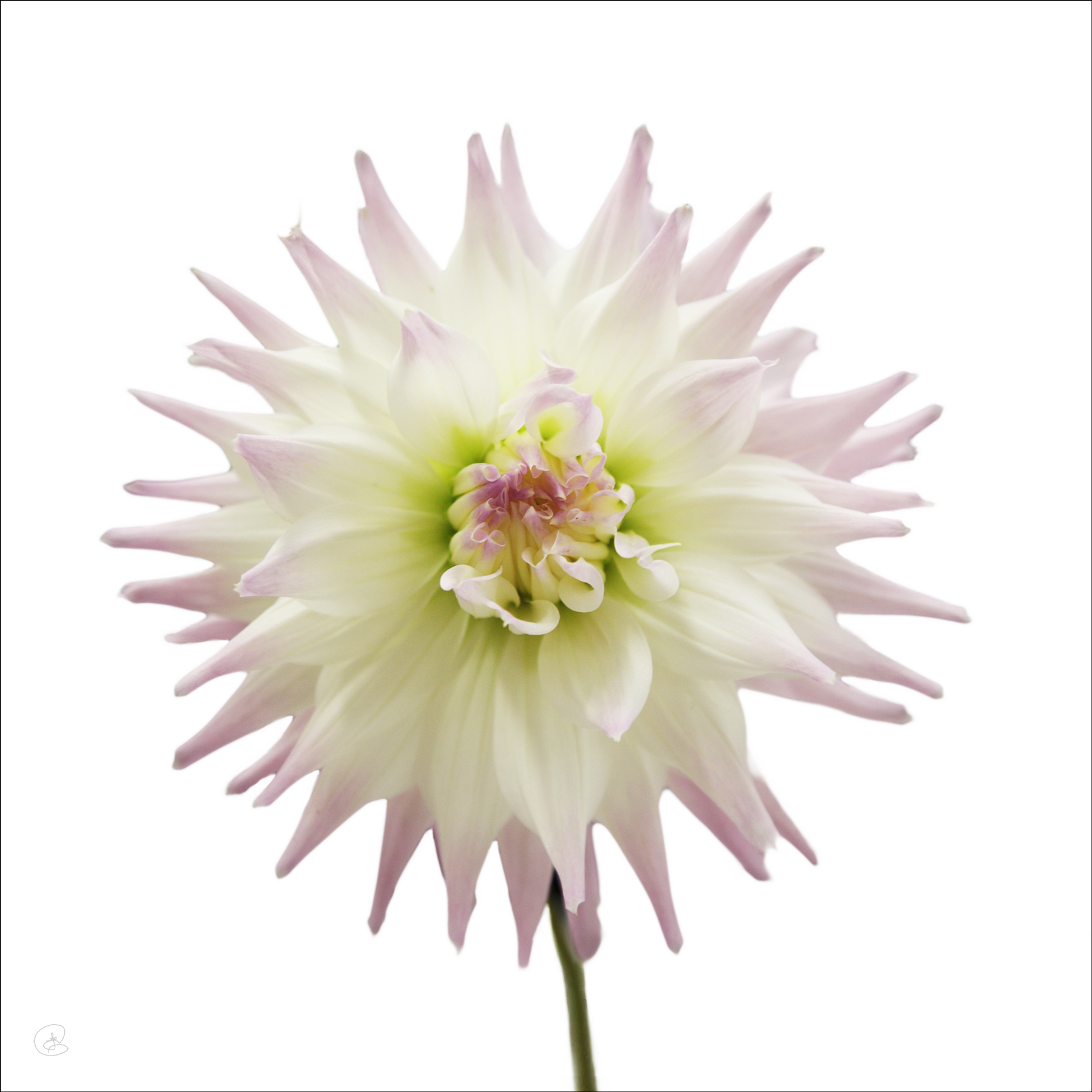 AL02251SQ more colors