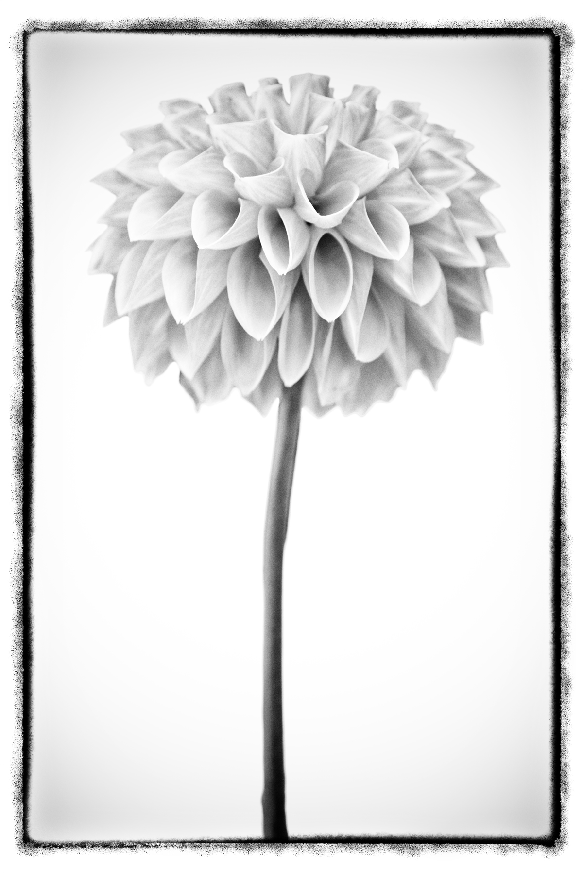 AL02263_FM