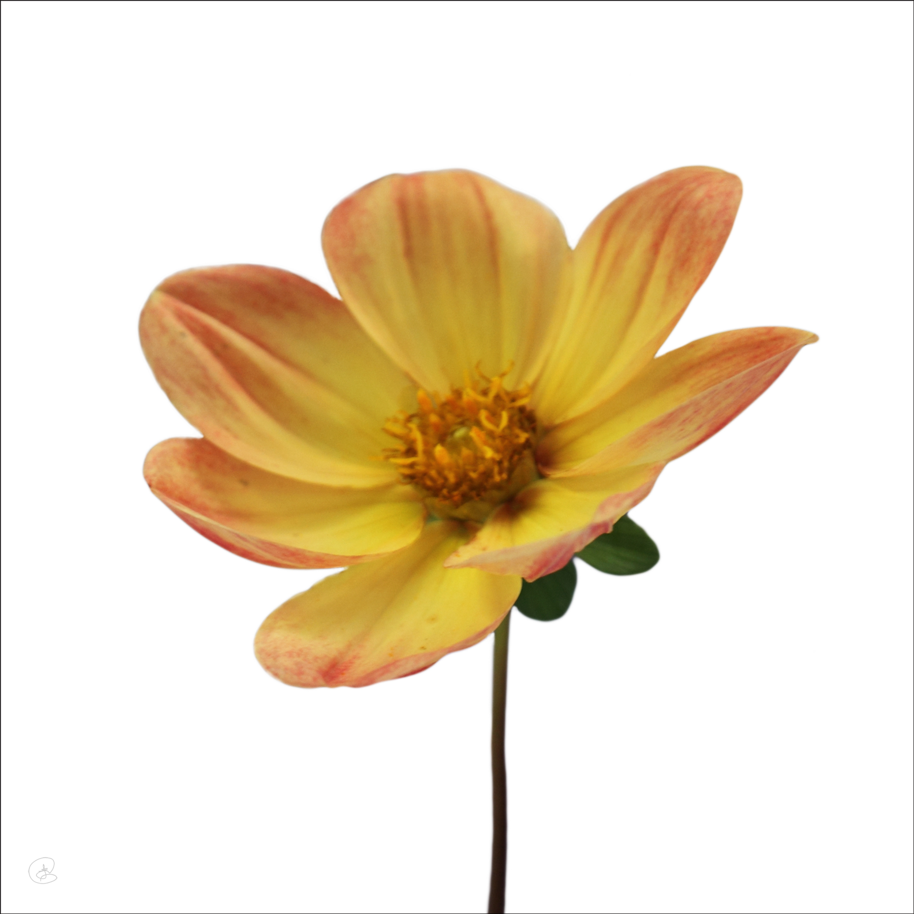 AL02269SQ more colors