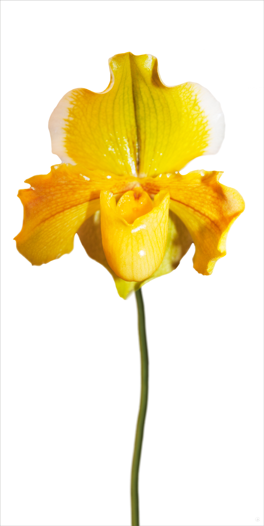 AL03777CWBG