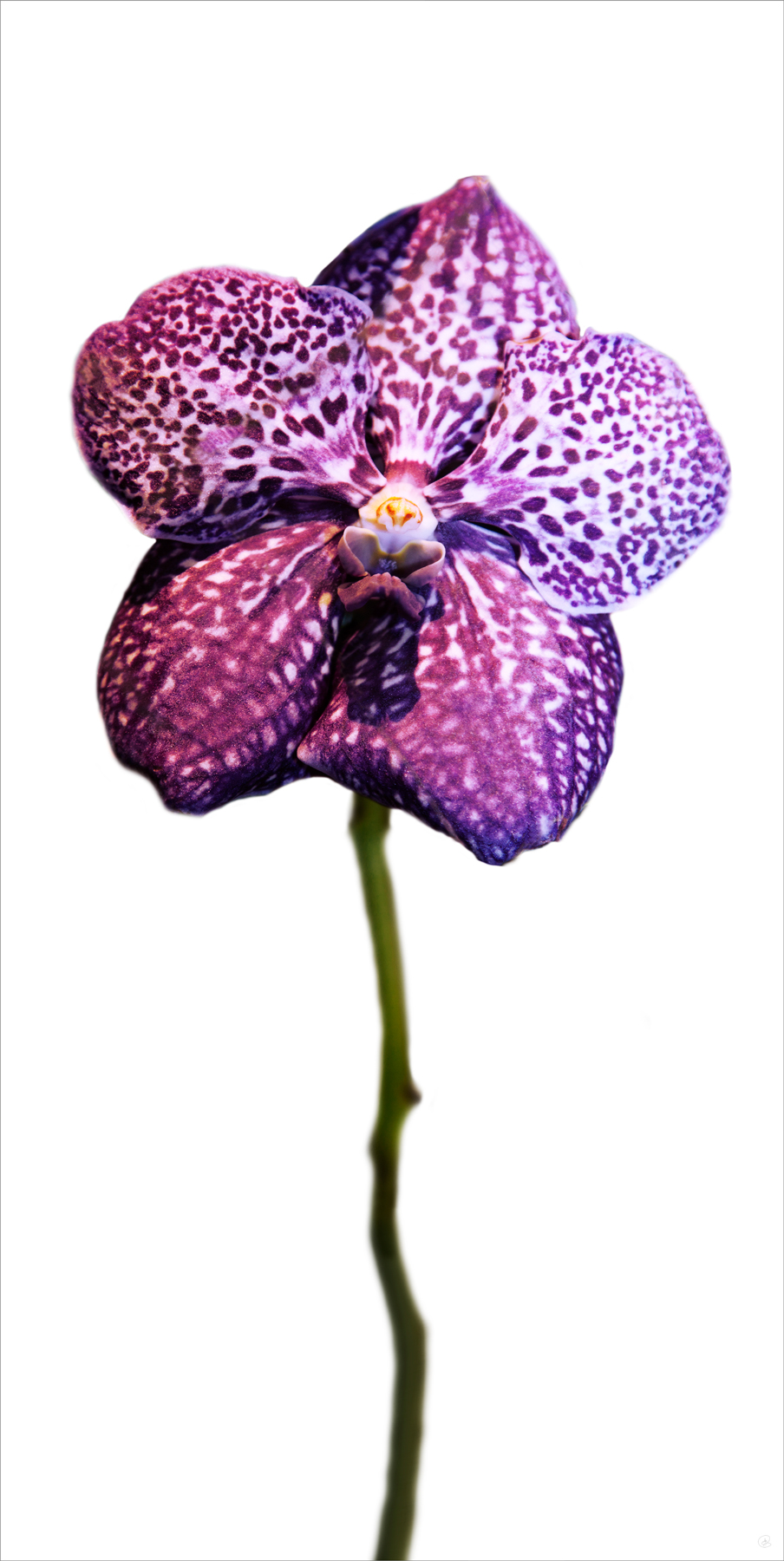 AL03779CWBG