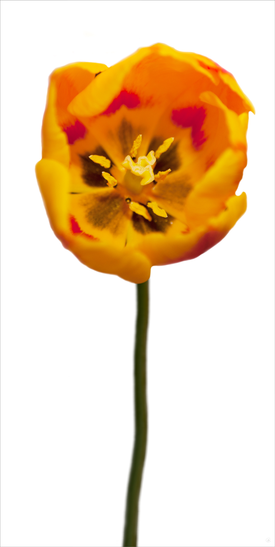AL03780CWBG