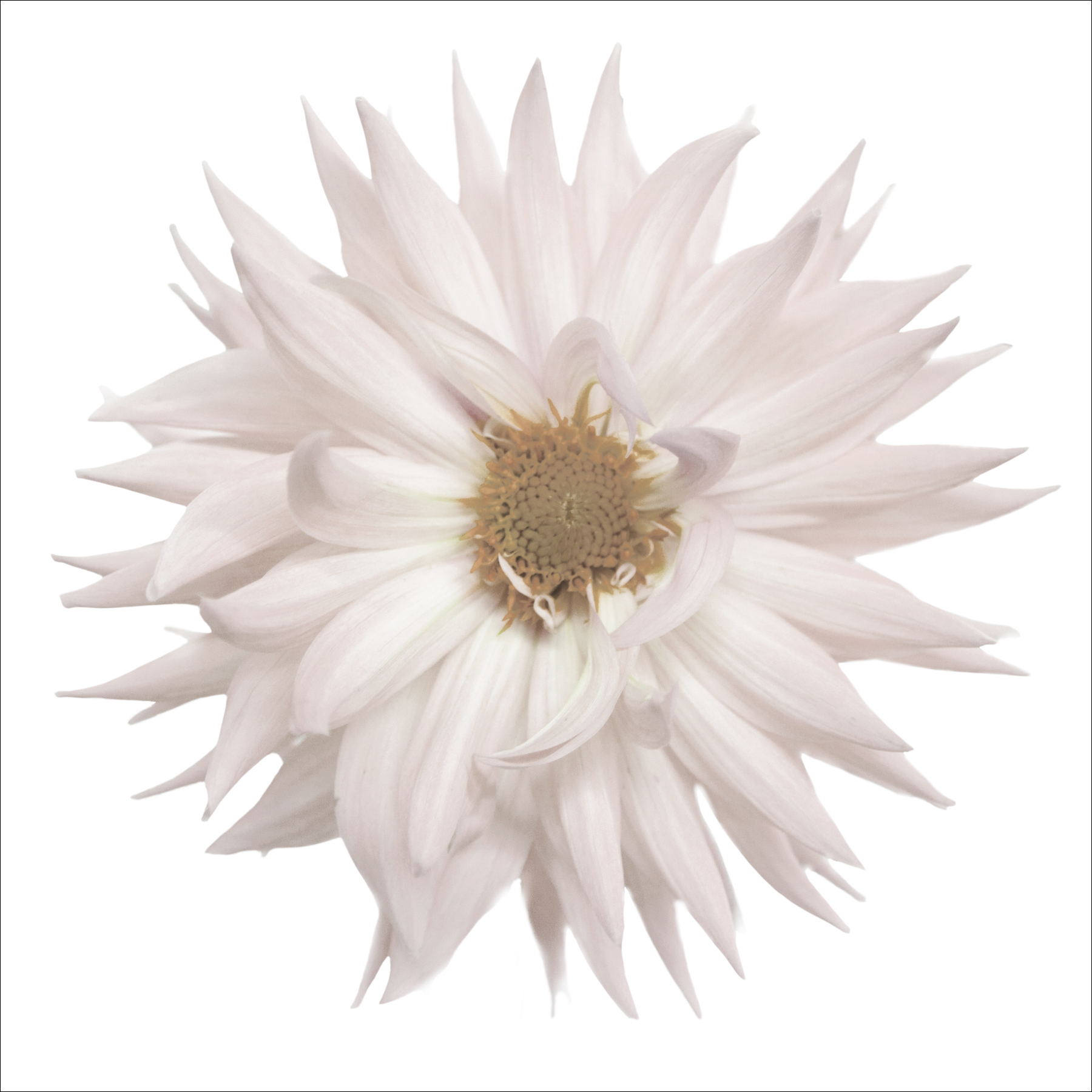AL07195W_WBG_SQ