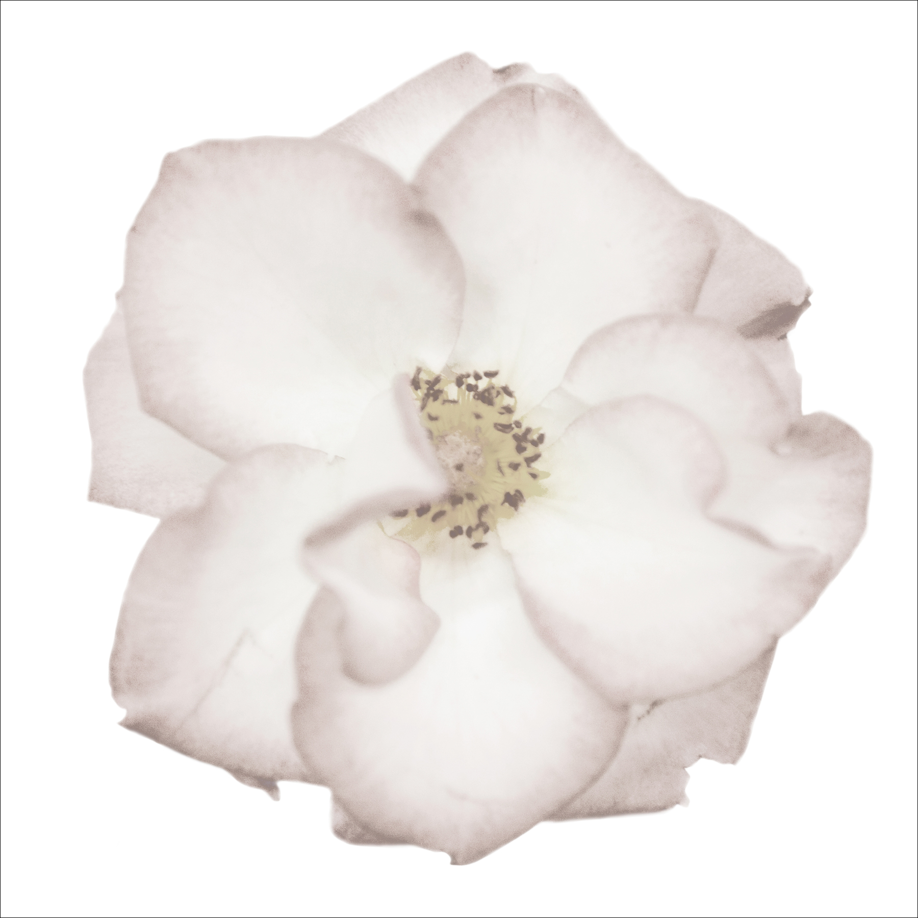 AL07233W_WBG_SQ