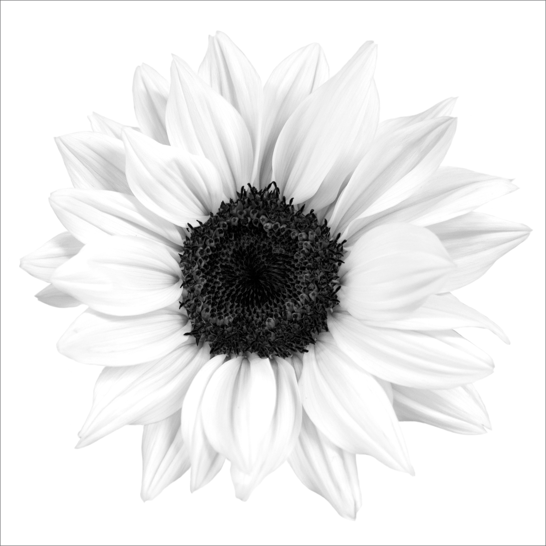 AL09951SQ