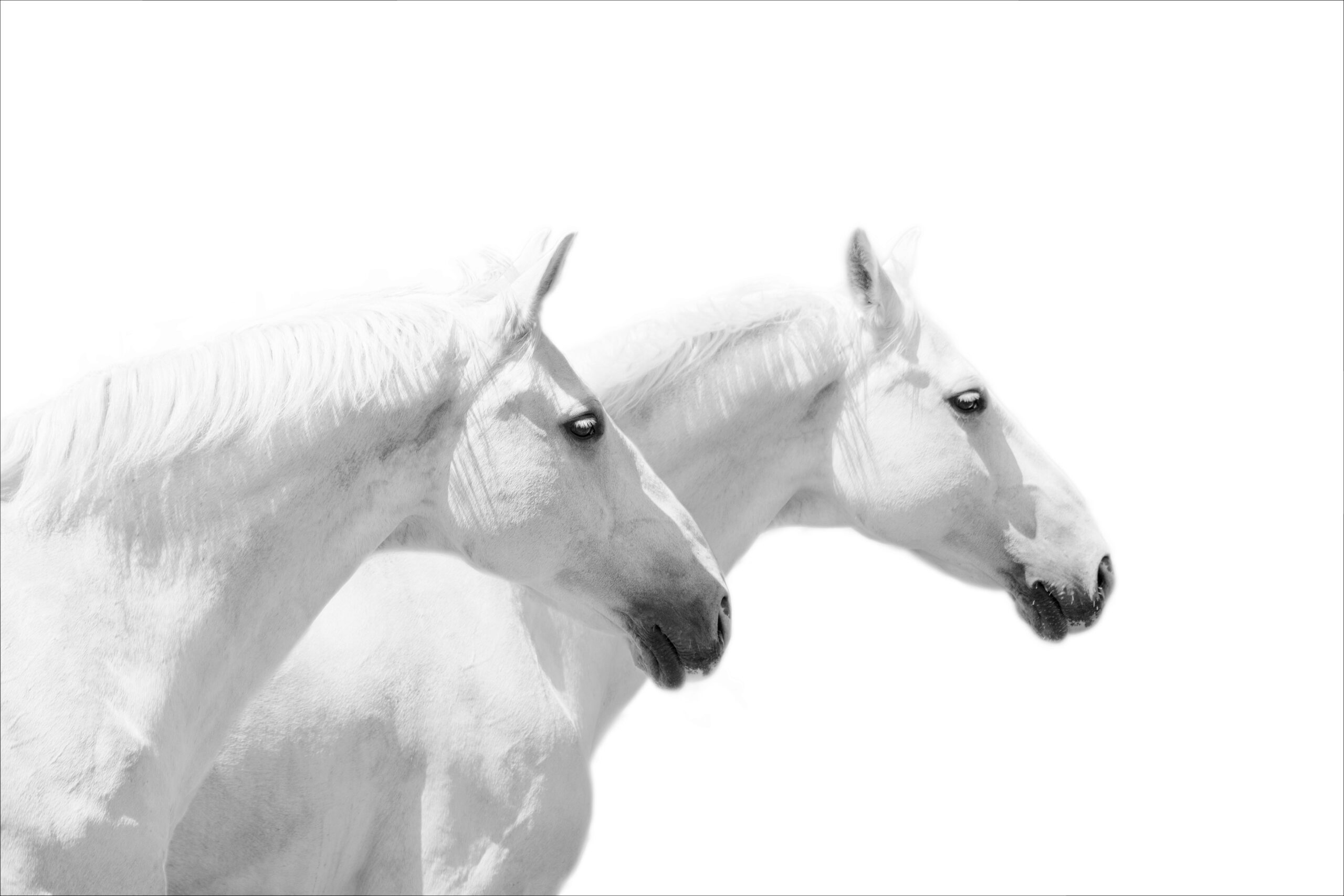 AL10055BW more colors