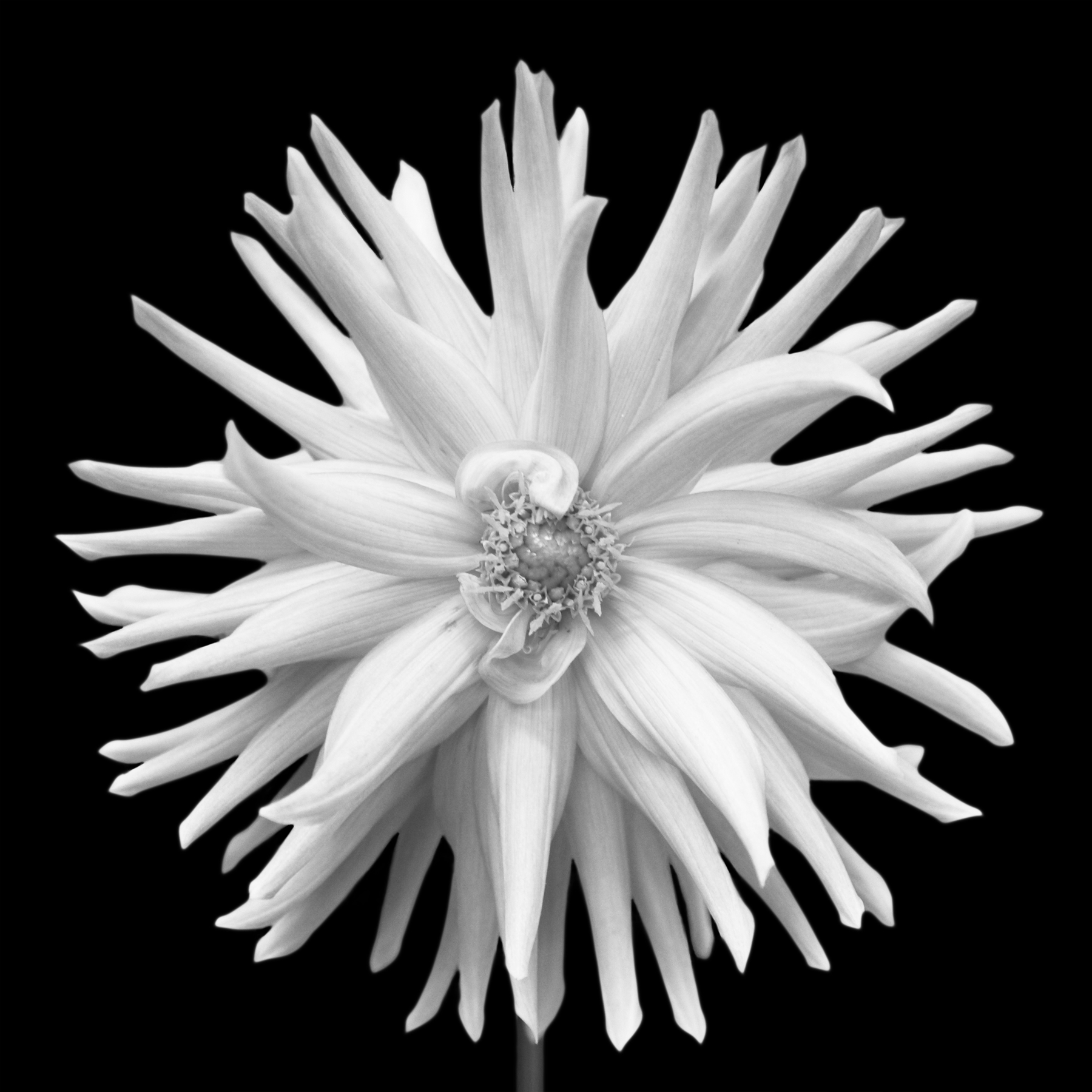 AL02244BW_SQ