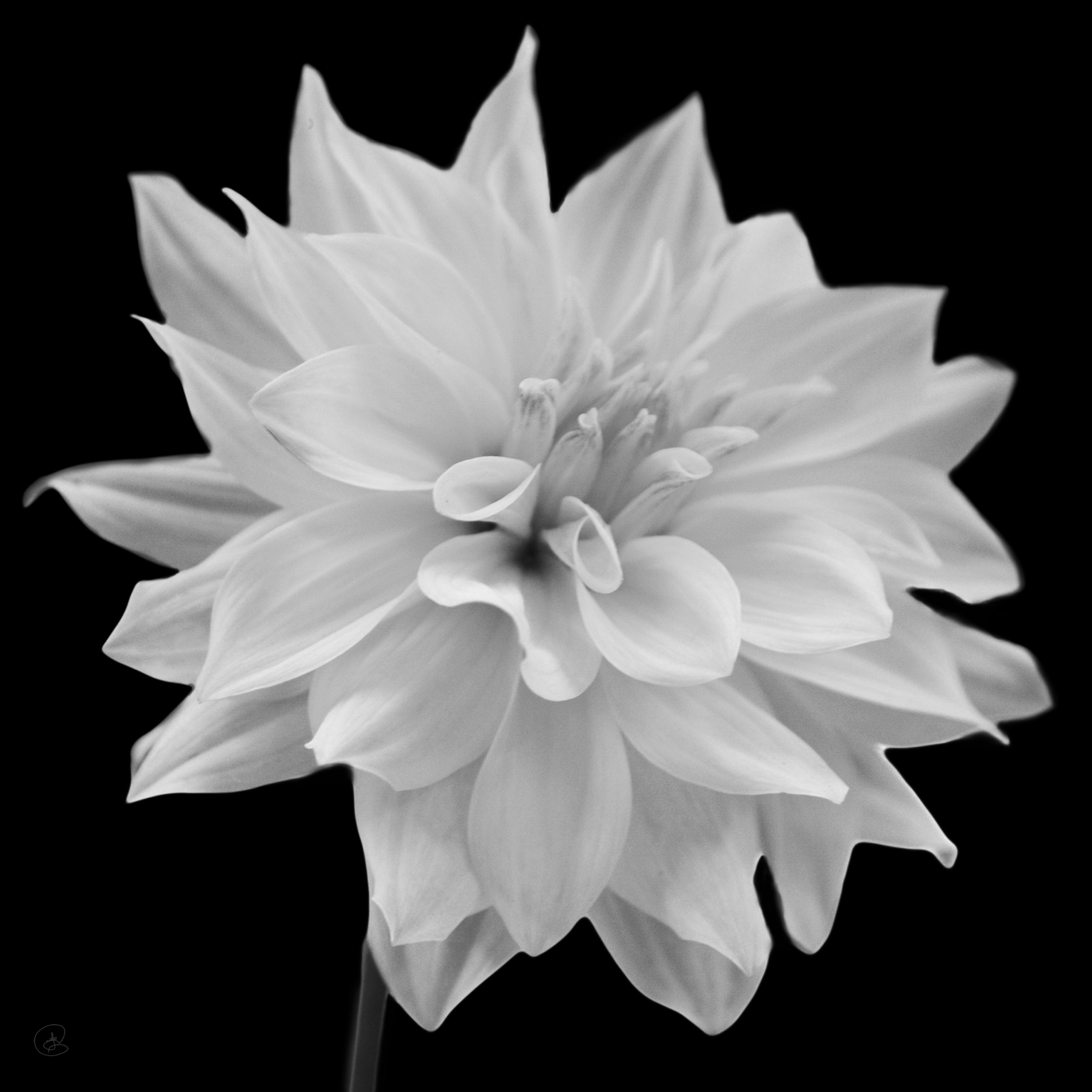 AL02259BW_SQ